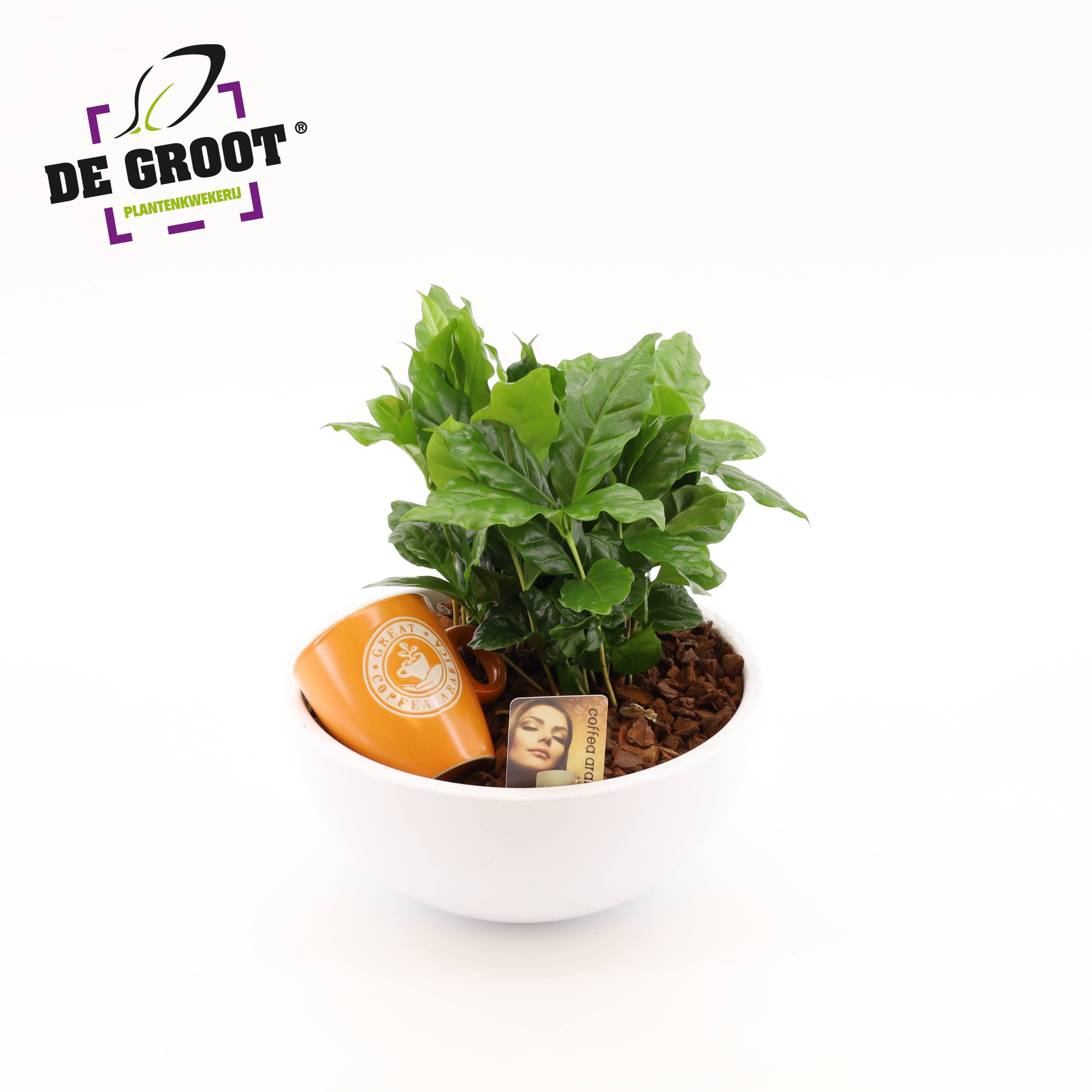 Arrangement Coffea in schaal, D 26