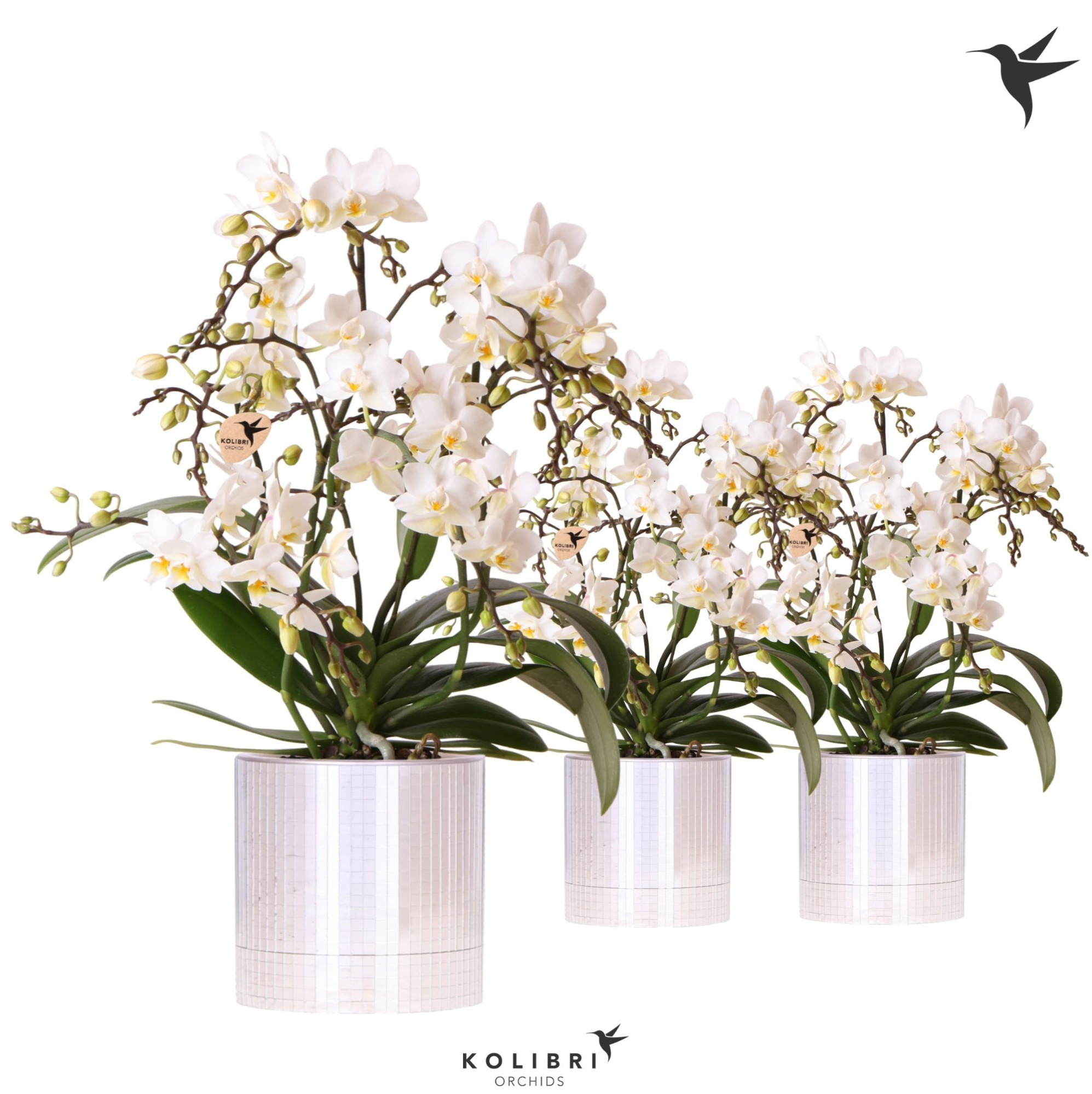 Kolibri Orchids Phalaenopsis Botanic 4 spike in Disco pot, D 9