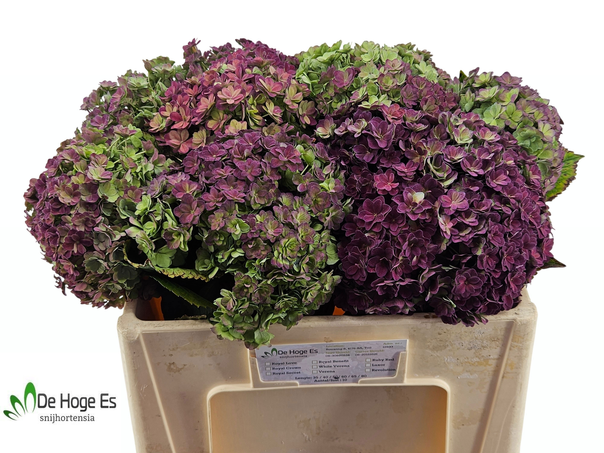 Гортензия Люксор Классик 50, шт.