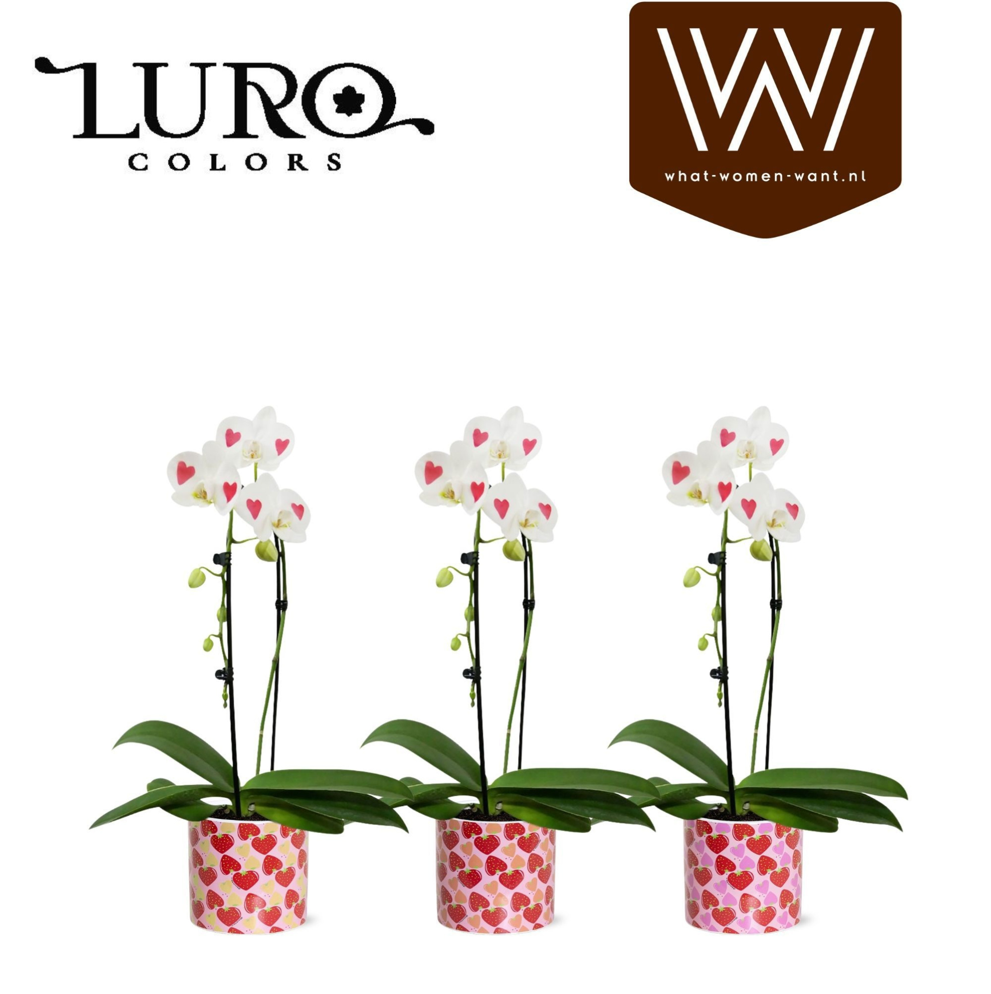 Phal. cascade 'hearts' in pot Lonneke, D 13