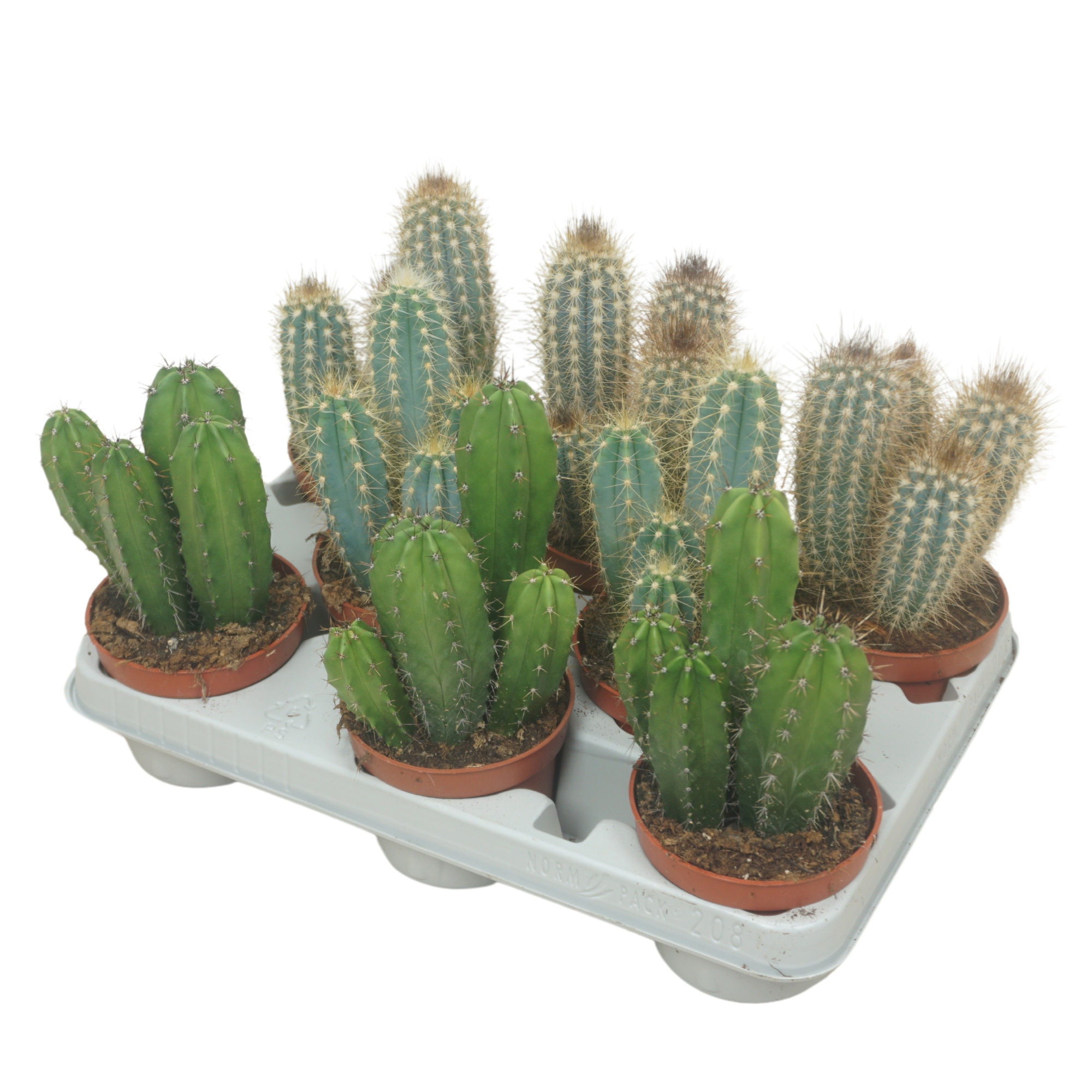 Cereus mix 10,5 cm in 8 gaats tray, D 10,5 cm