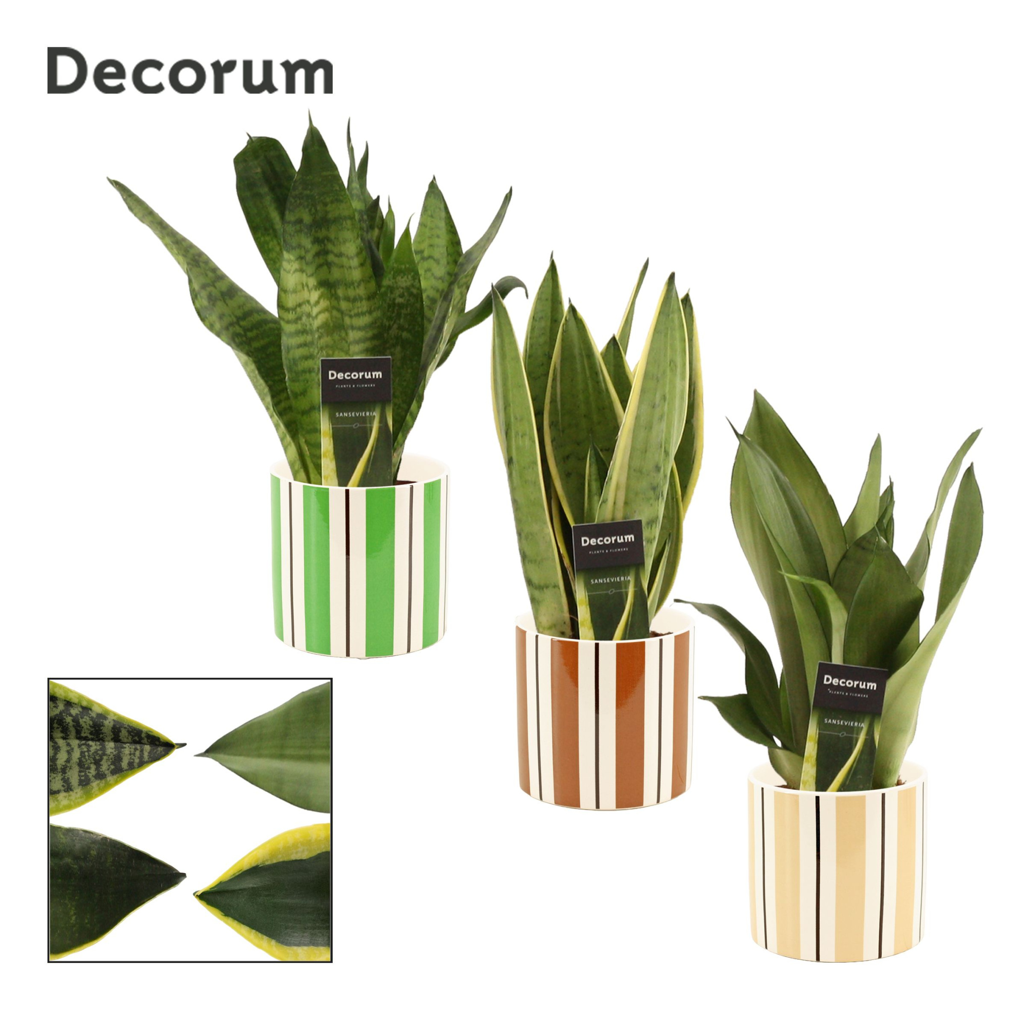 Sansevieria Super mix 12 cm in Beau (Natural bubble-collection), D 12 cm