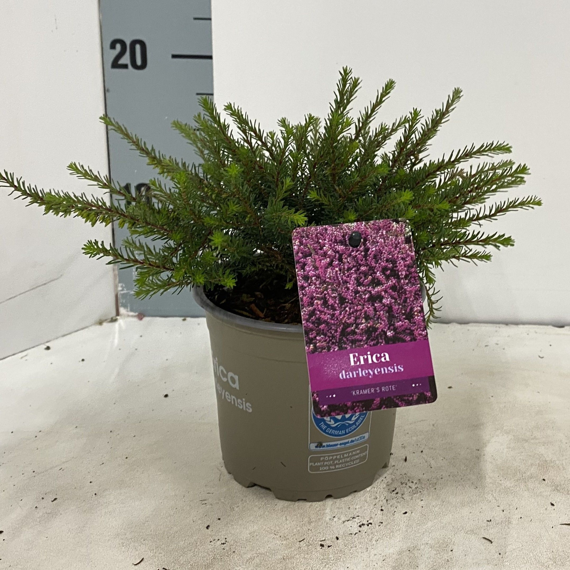 Erica darl. 'Kramer's Rote', D 12 cm