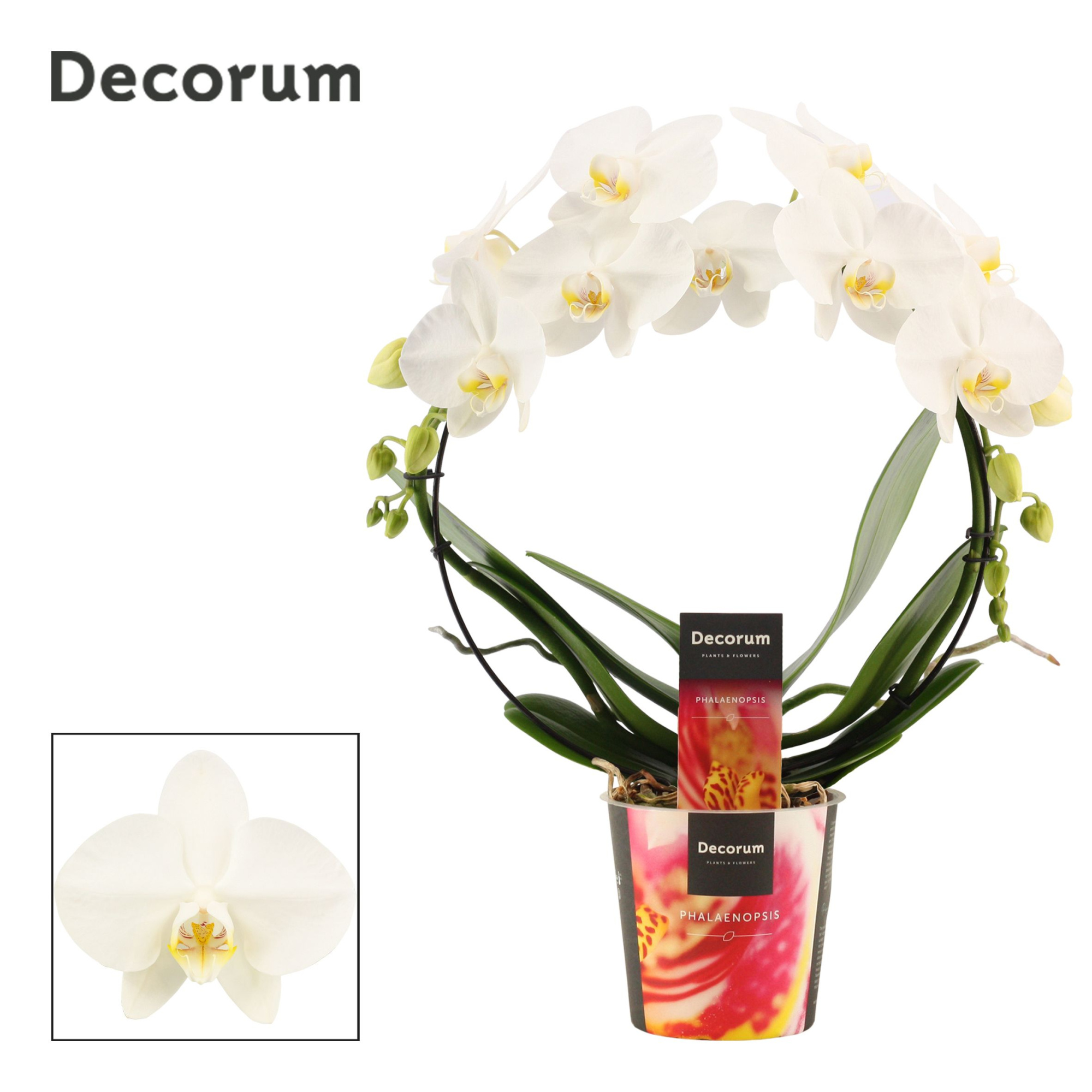 Phalaenopsis boog wit (Decorum), D 12 cm