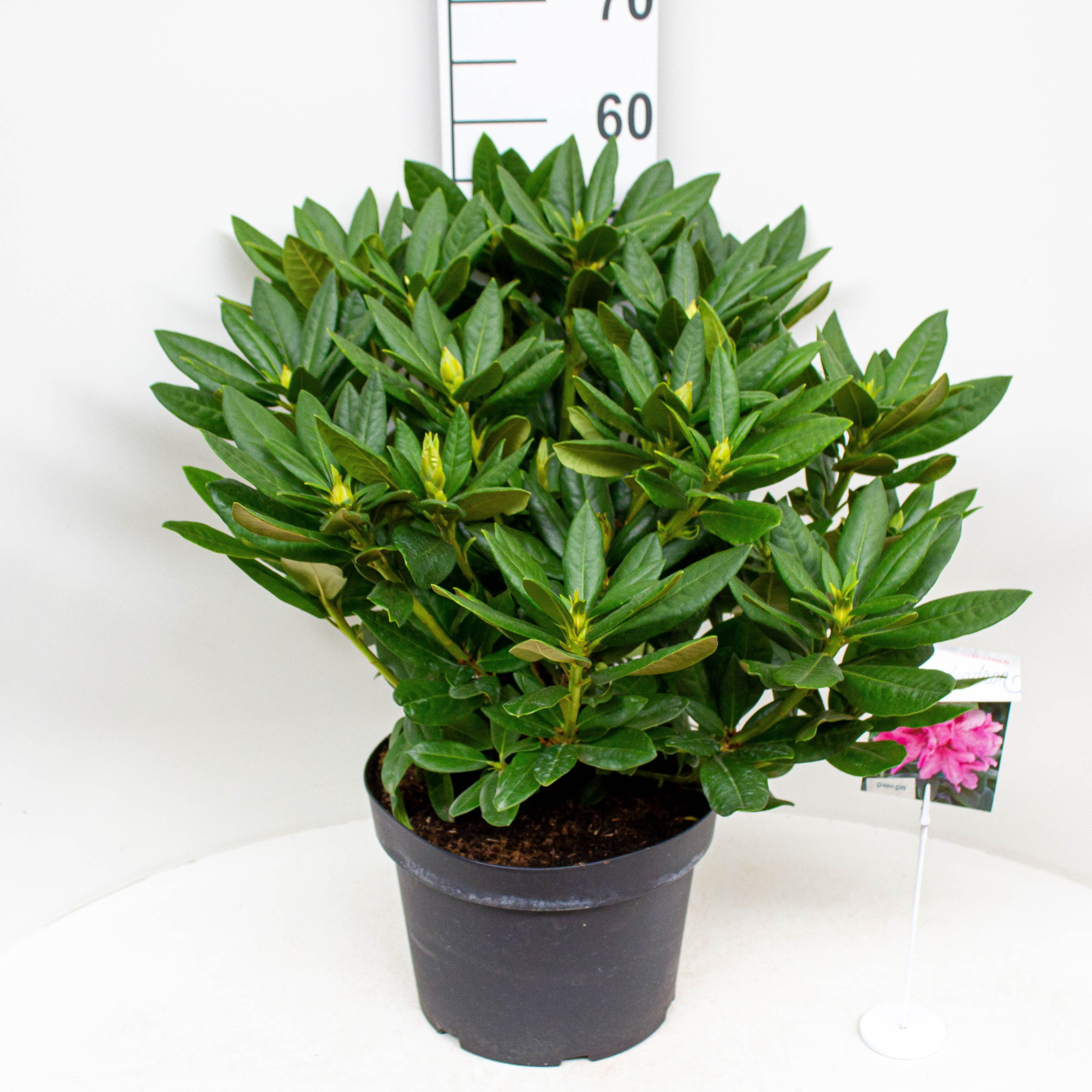 Rhododendron 'Cosmopolitan', D 29 cm
