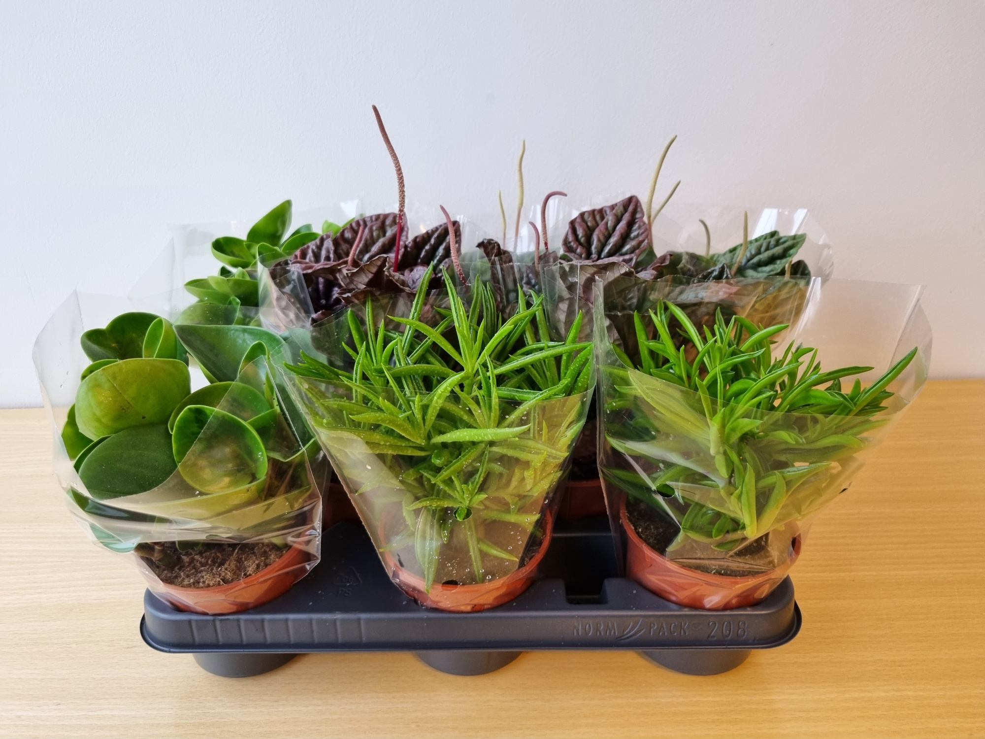 PEPEROMIA CAPERATA MIX, D 11 cm