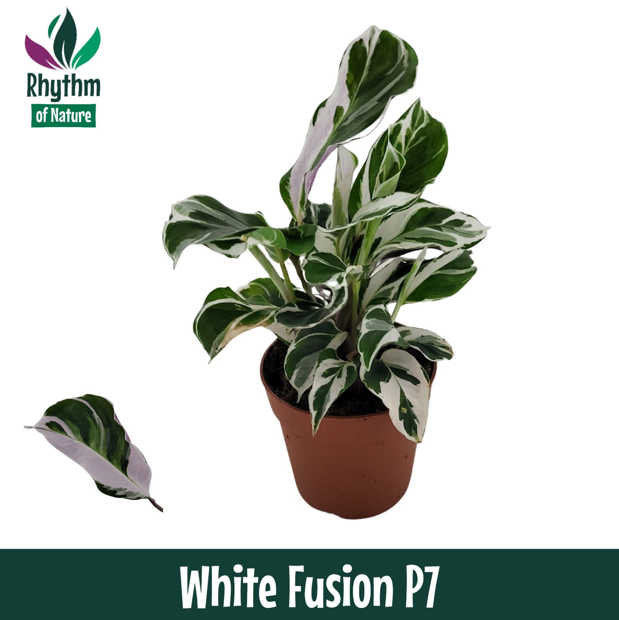 Calathea 7cm White Fusion, D 7 cm