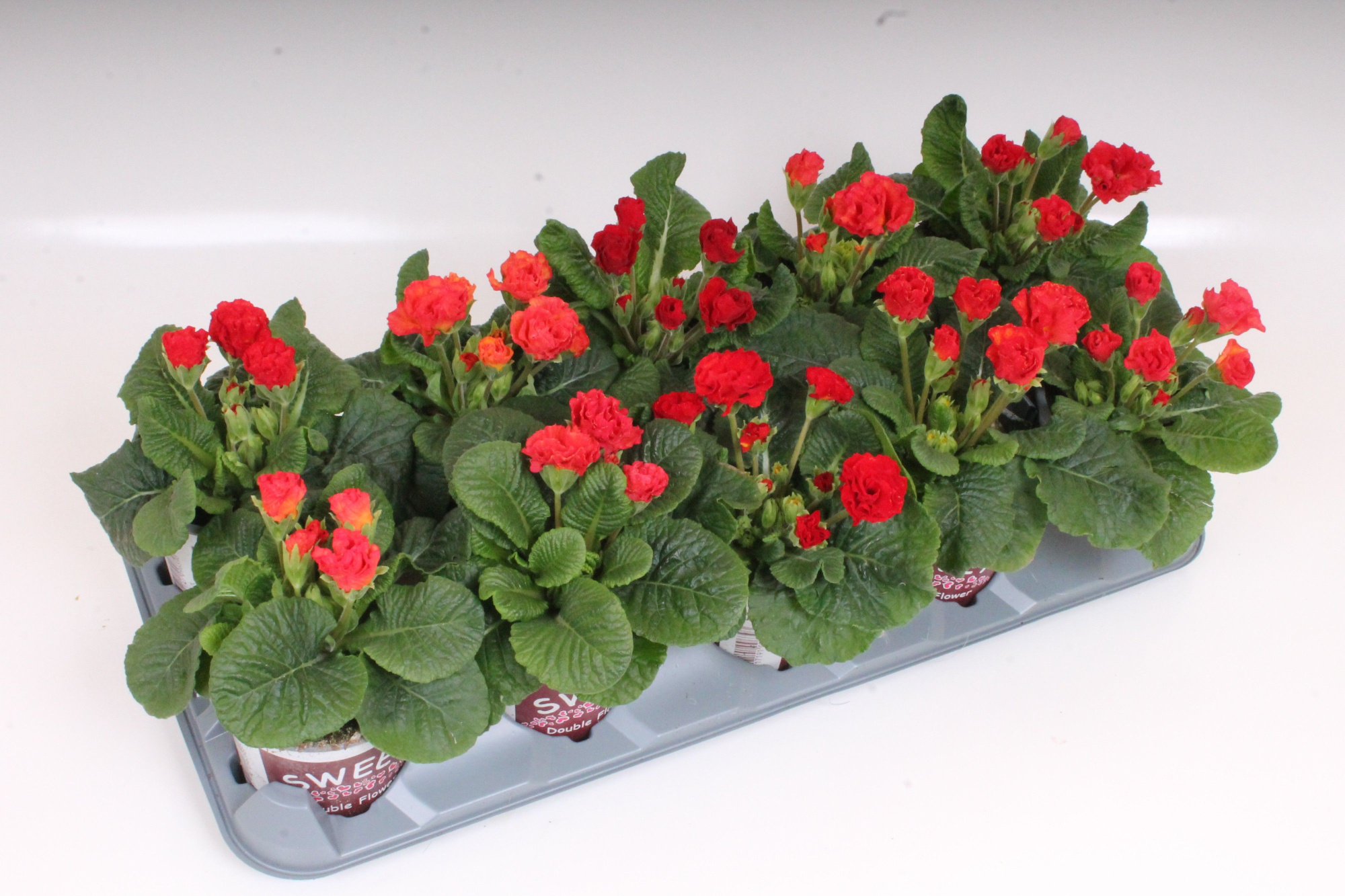 Primula Sweet Specials - Rosebud Red | Double Tullip Flowers, D 11