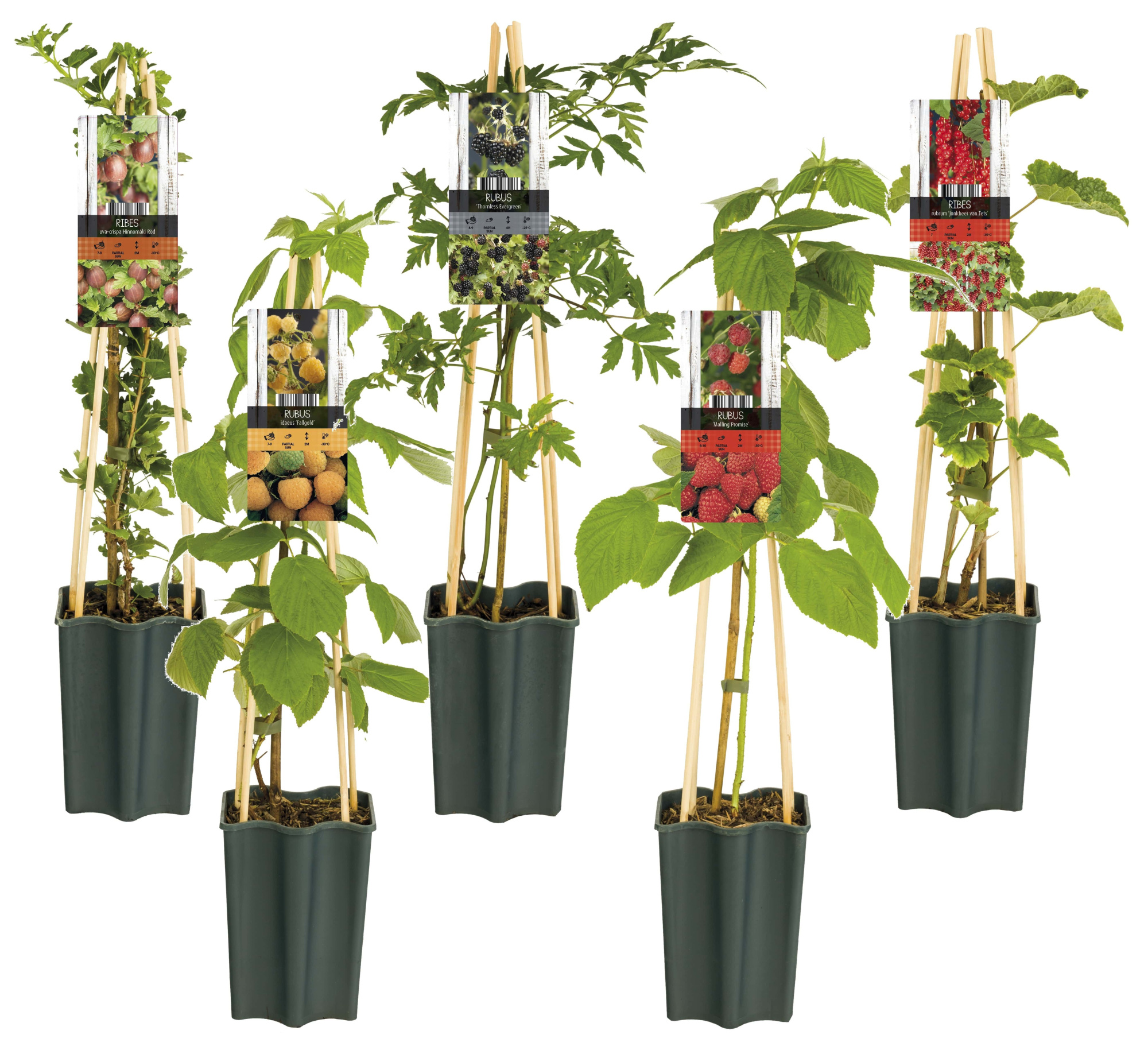 Mix CC Fruit +light label, D 15