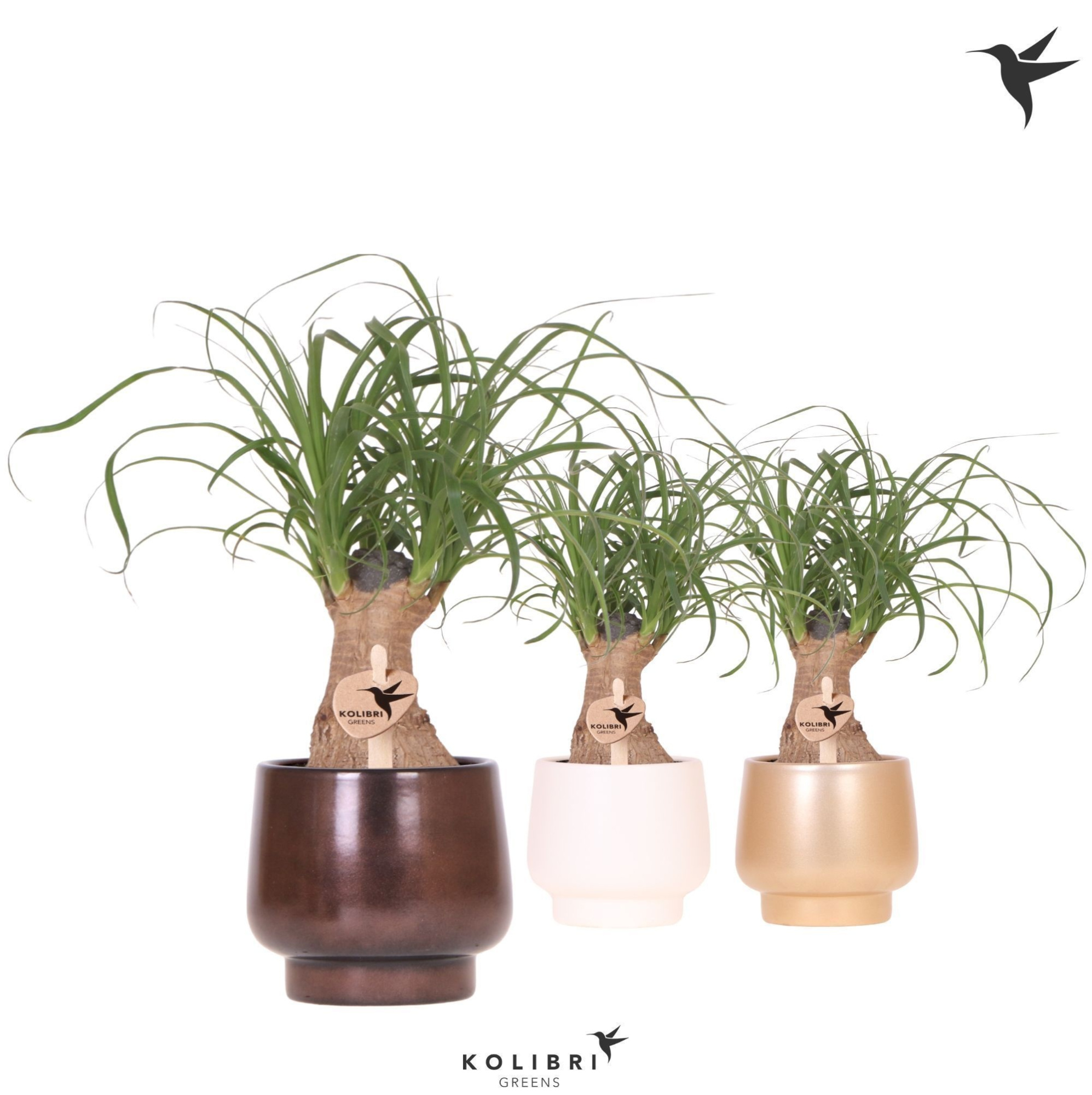 Kolibri Greens Beaucarnea in Scandic pot gold mix, D 9 cm