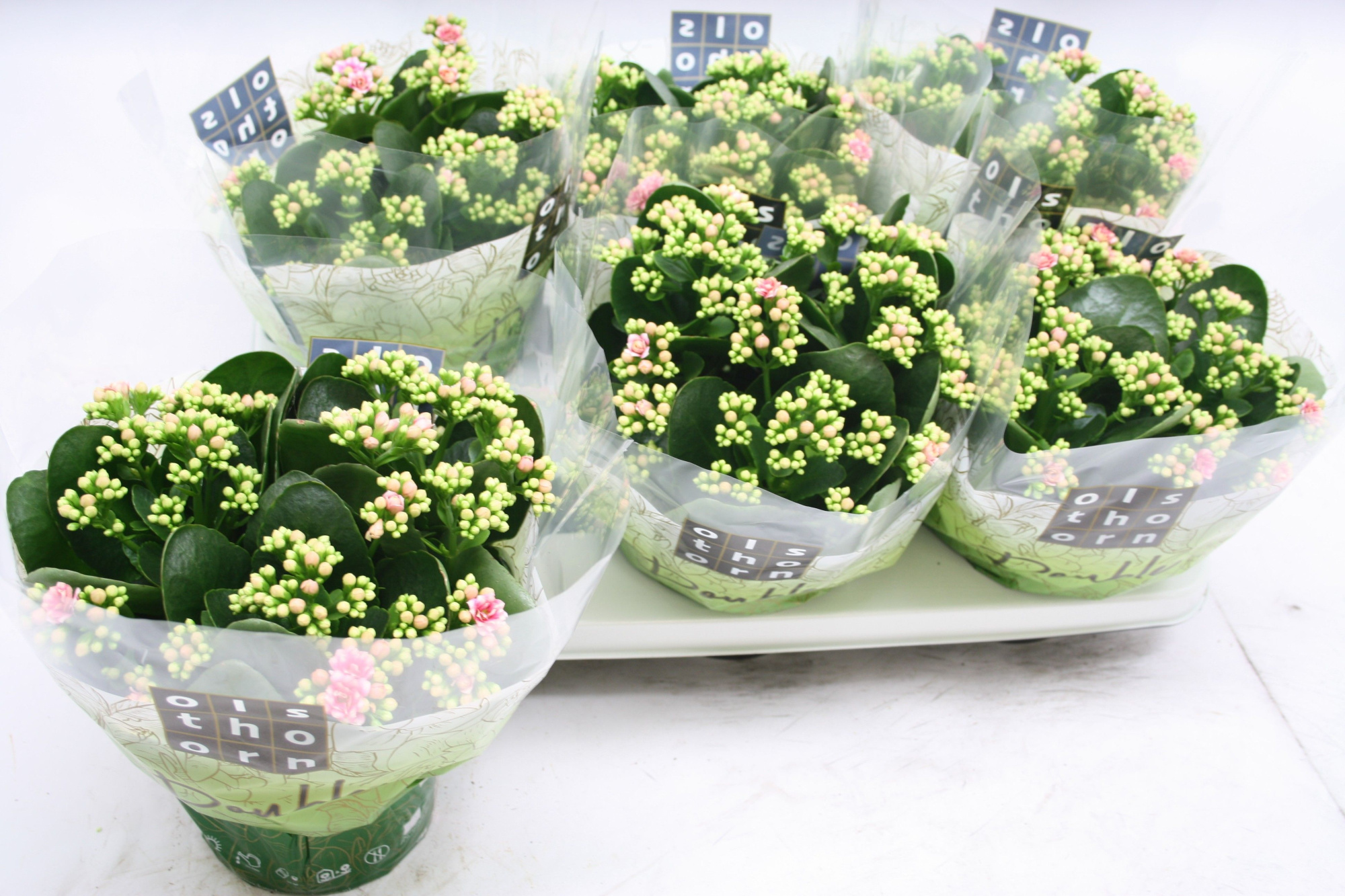 Gevuld 15 cm WEAVER (licht-roze), D 15 cm