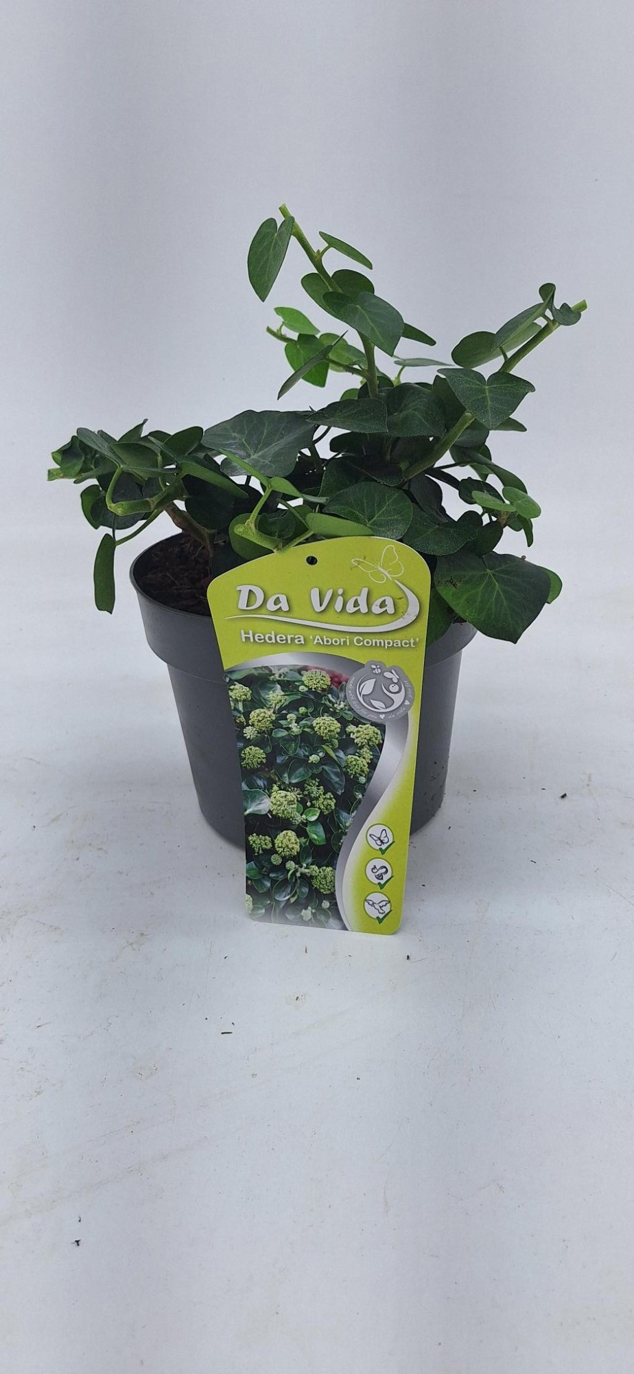 Hedera Arbori Compact, D 19