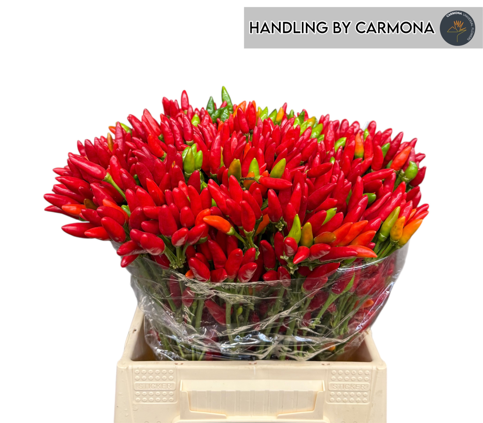 Капсикум Рэд Фае 45, шт.