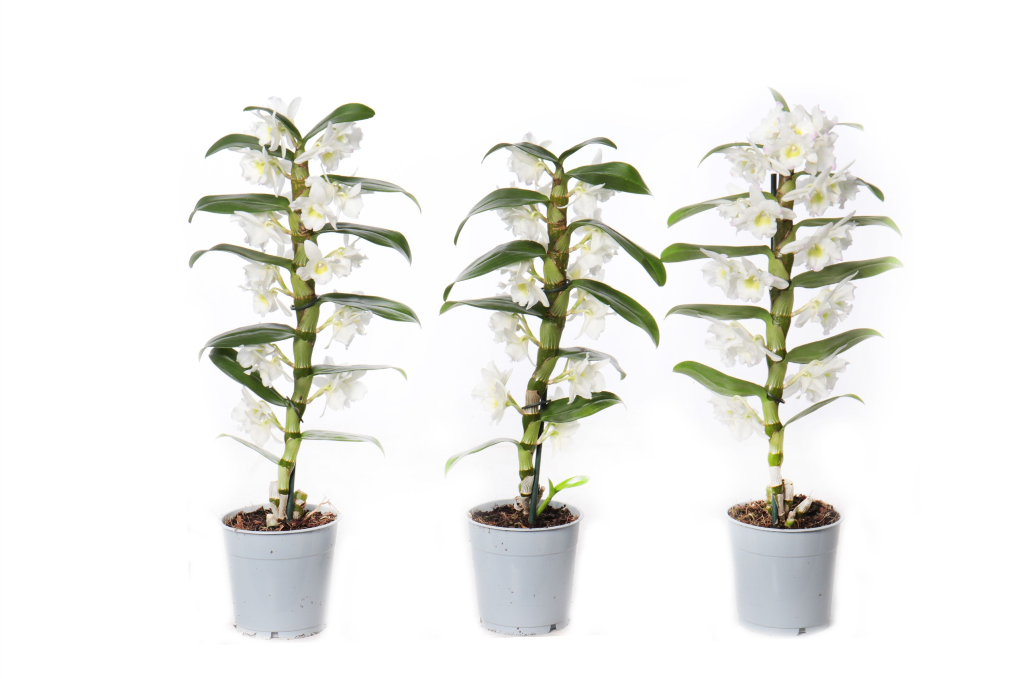 Dendrobium Nobilé, Basic Apollon 1-tak, D 12