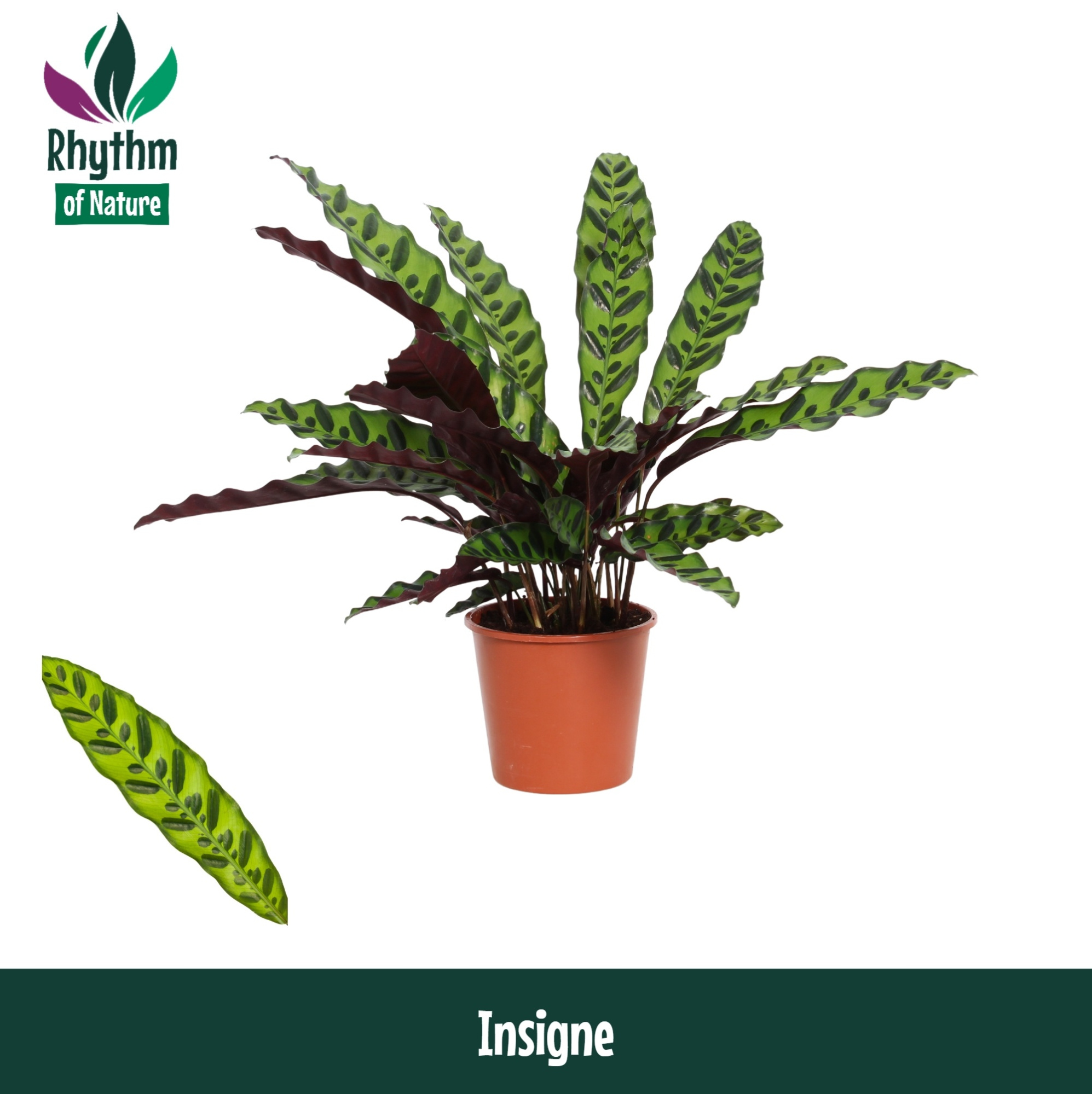 Calathea 14cm Insigne Rhythm of Nature (Lancifolia), D 14 cm