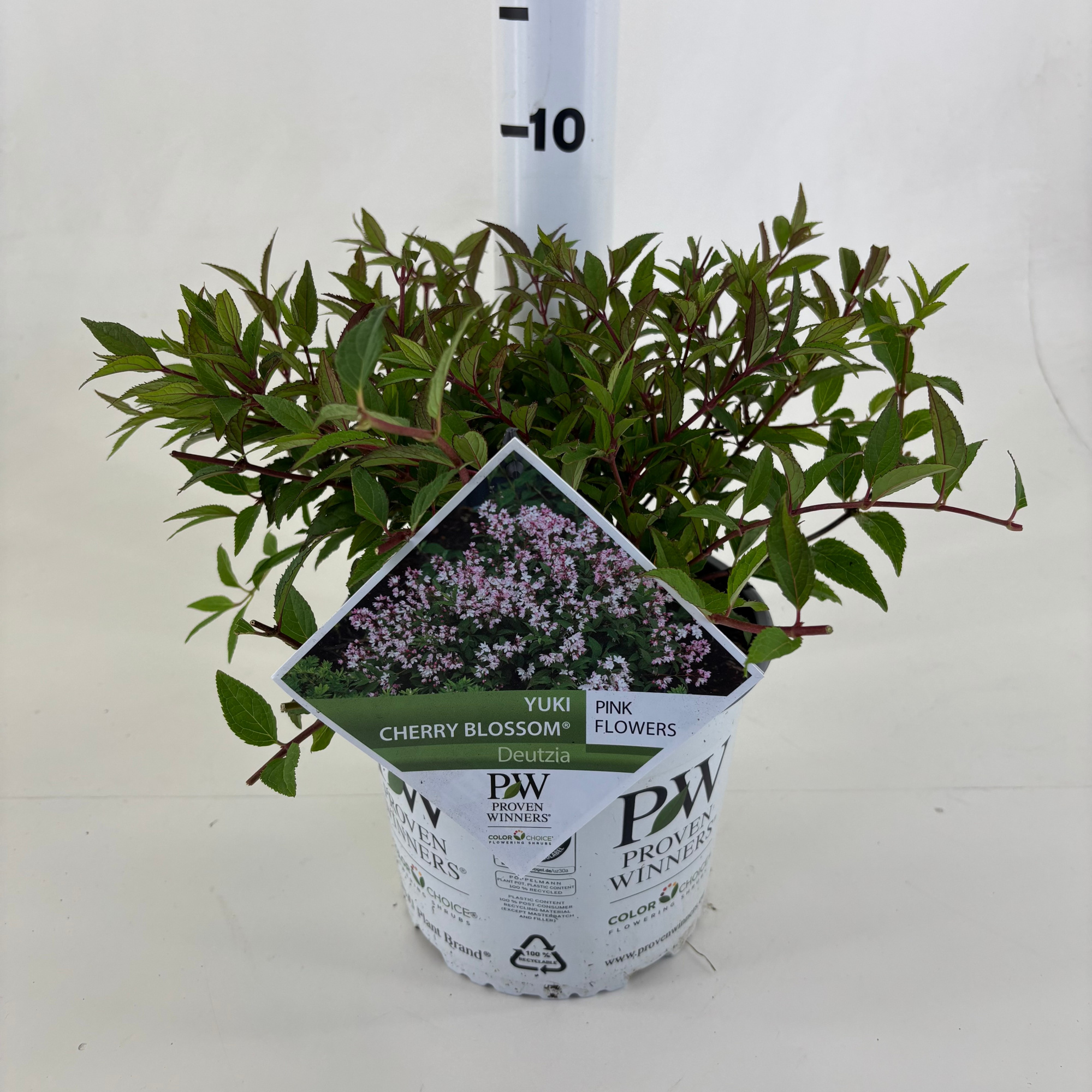 Deutzia 'NCDX2' Yuki Cherry Blossom ®, D 19 cm