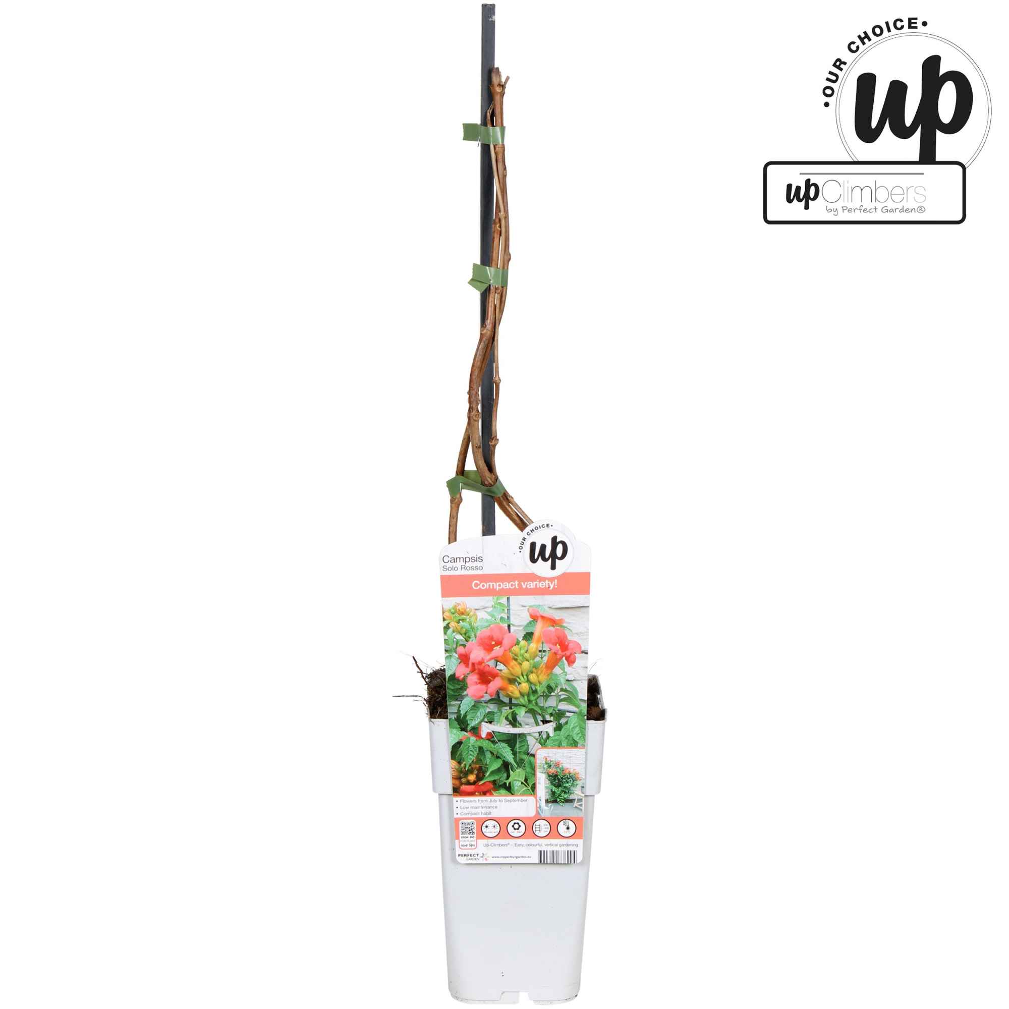 Campsis tagliabuana 'Solo Rosso' P15, D 15