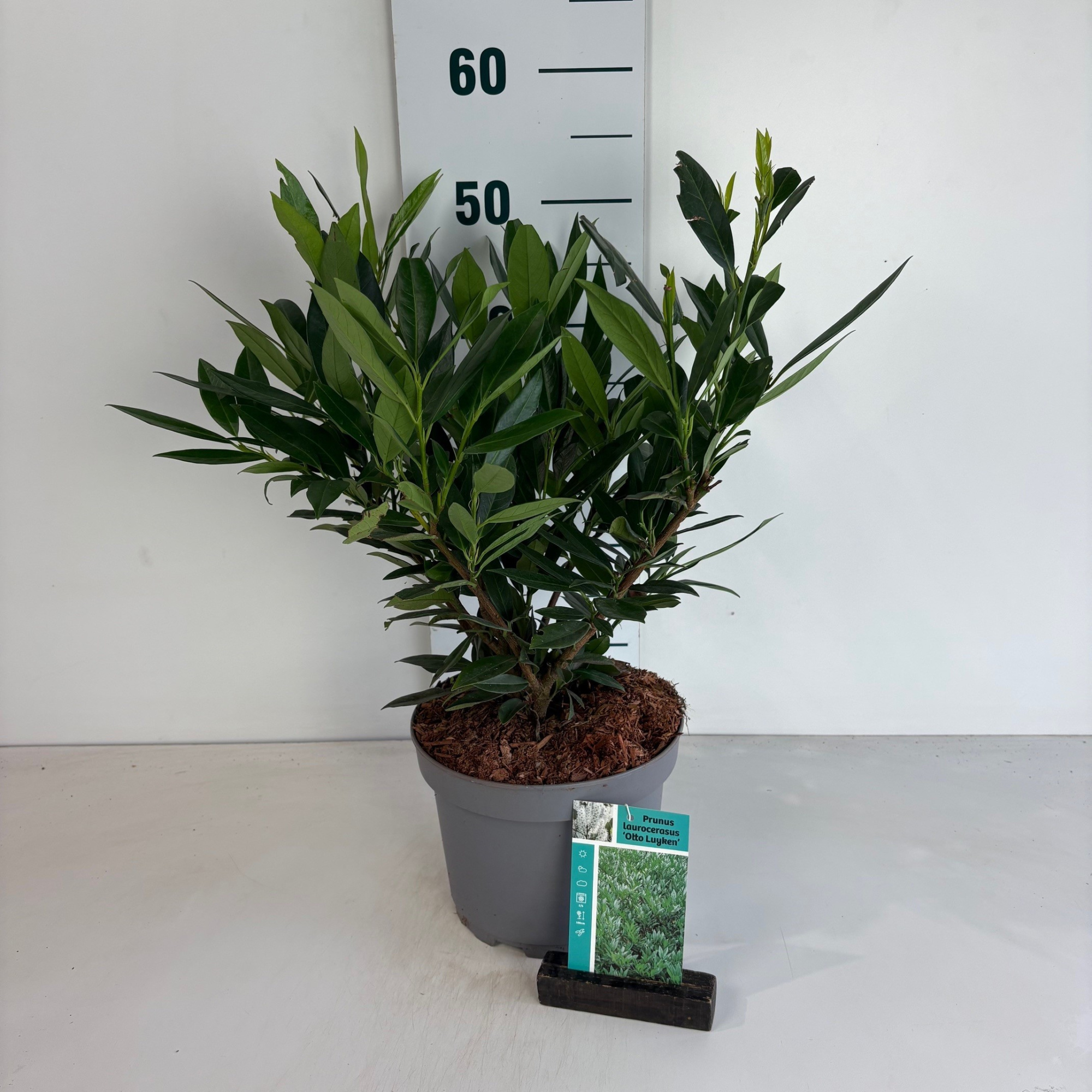 Prunus laurocerasus Otto Luyken, D 20 cm