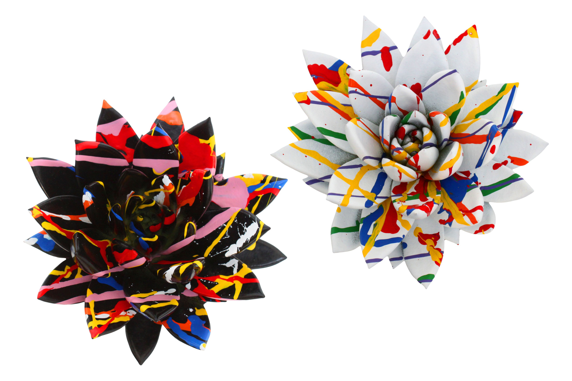 Echeveria coloured Splash black&white mix, D 12 cm