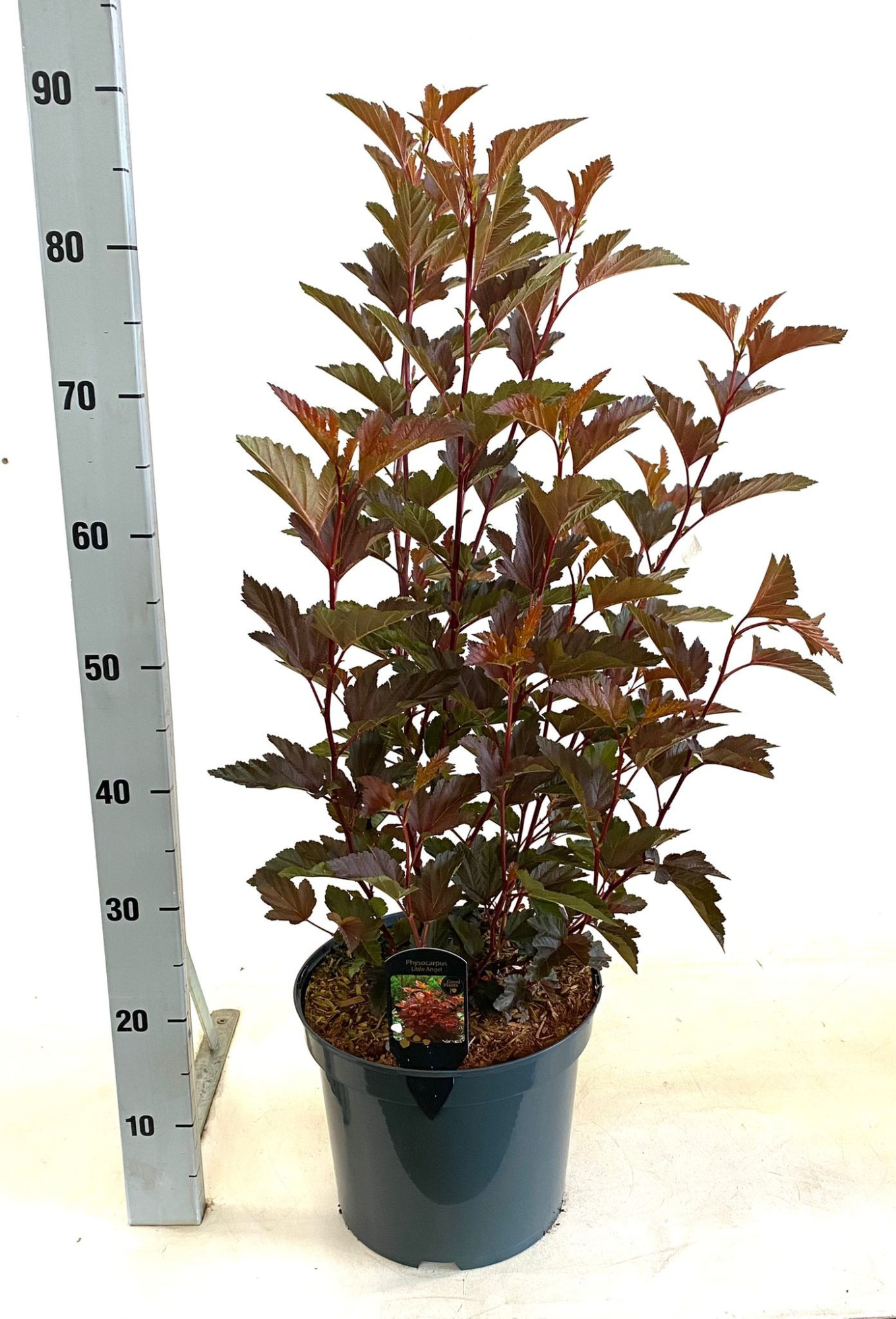 Physocarpus opulifolius Little Angel, D 26 cm