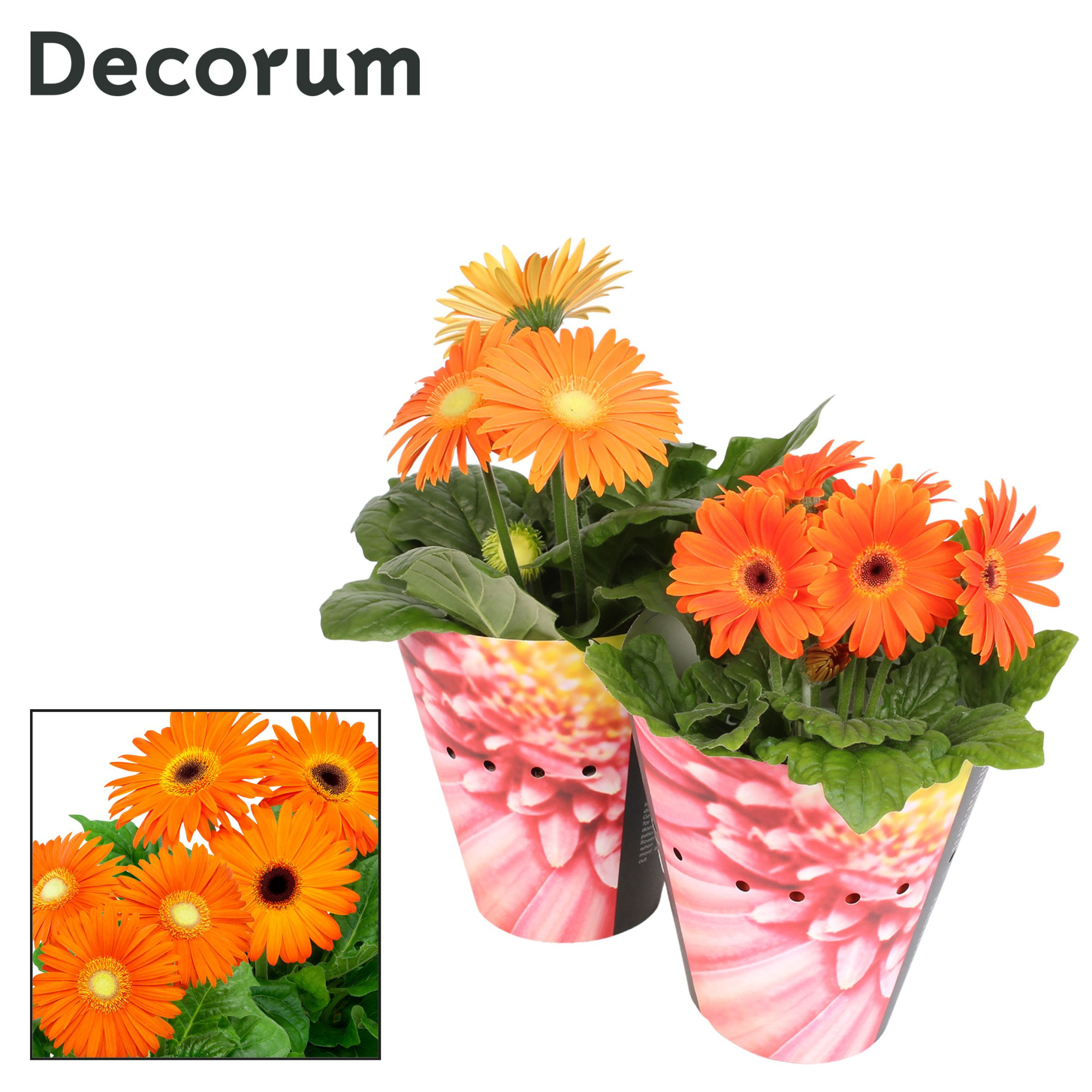Gerbera 2+bl. 12cm oranje (div. kleurtinten) potcover Decorum, D 12 cm