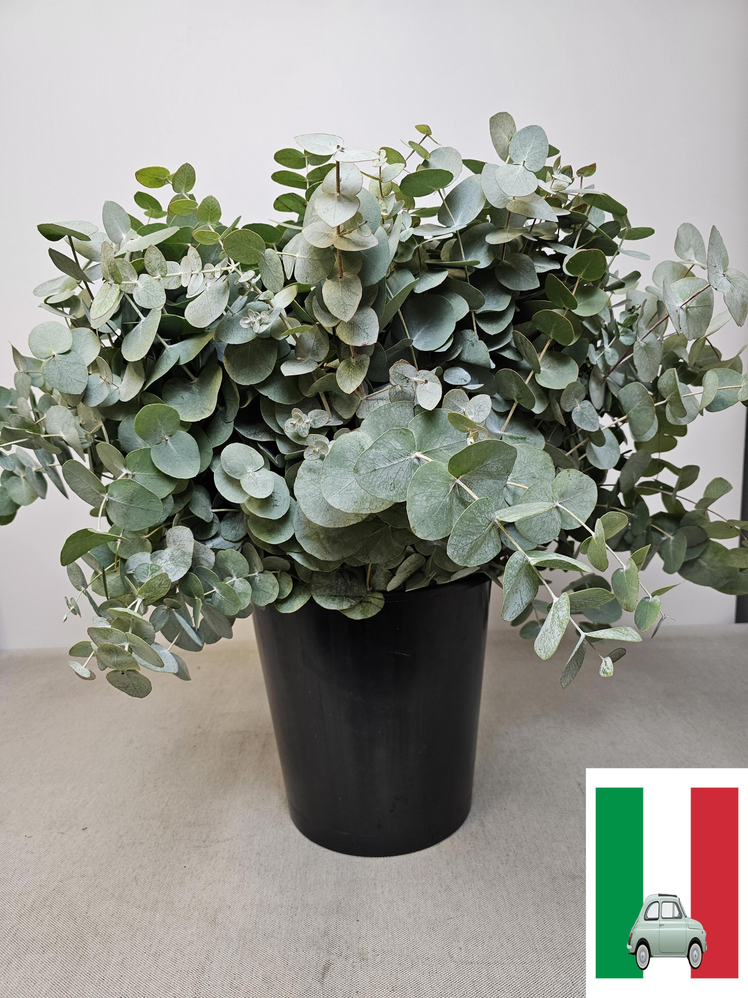 Эвкалипт Цинерея 55, шт.