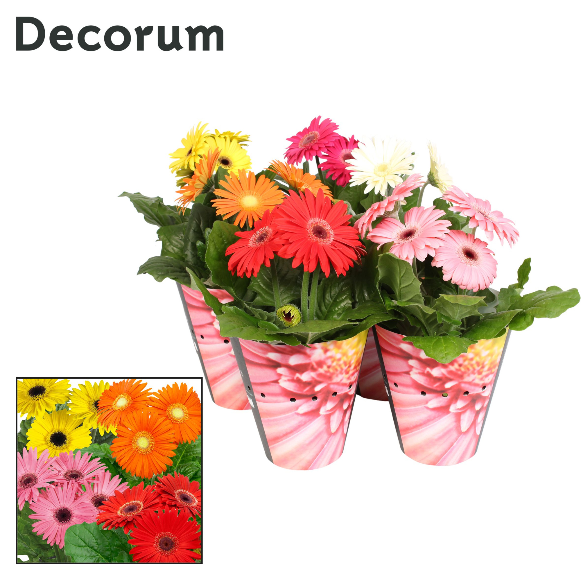 Gerbera 3+ bl. 12cm potcover Decorum, D 12 cm
