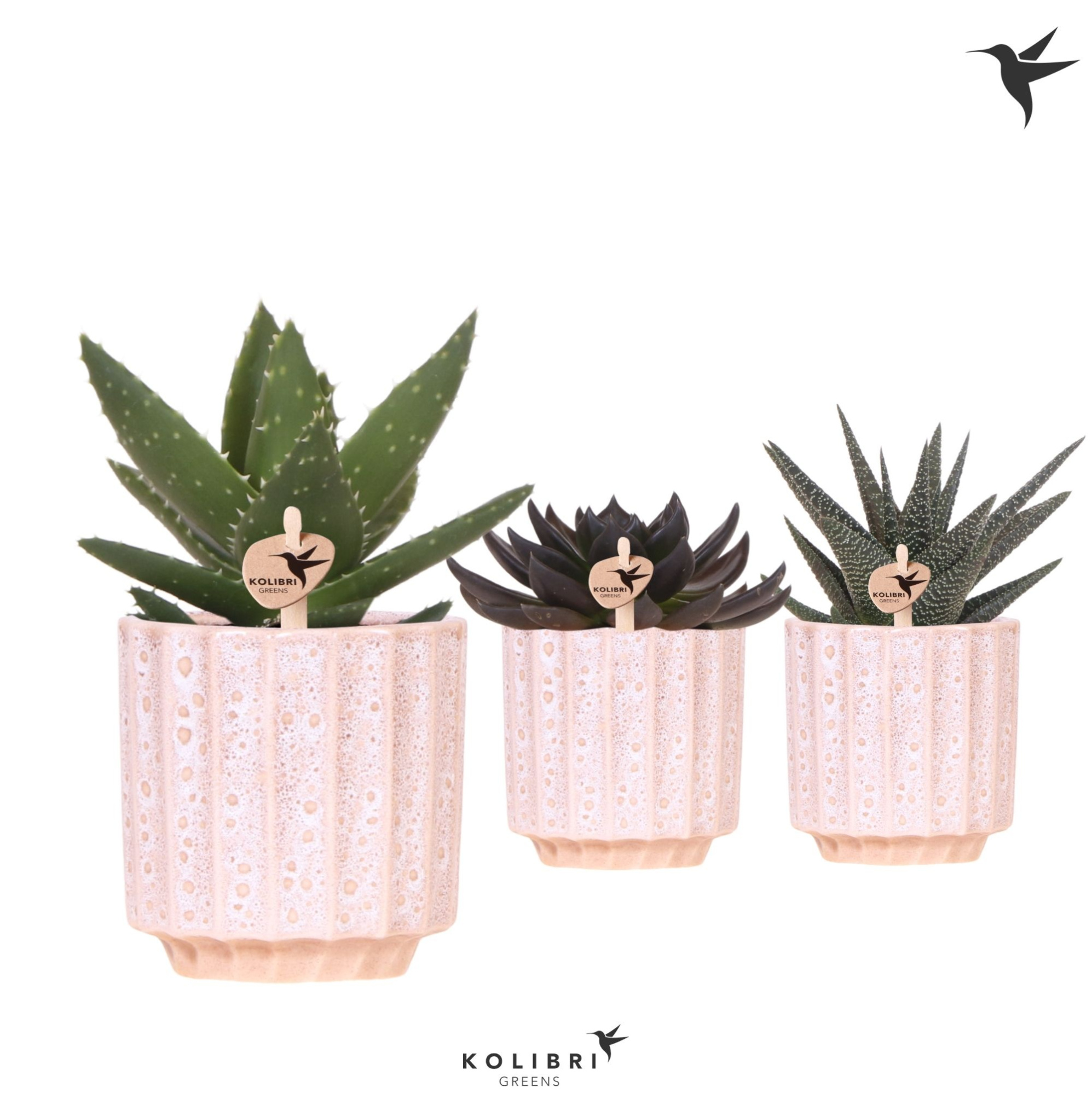 Kolibri Greens Succulenten mix in Flow pot, D 9 cm