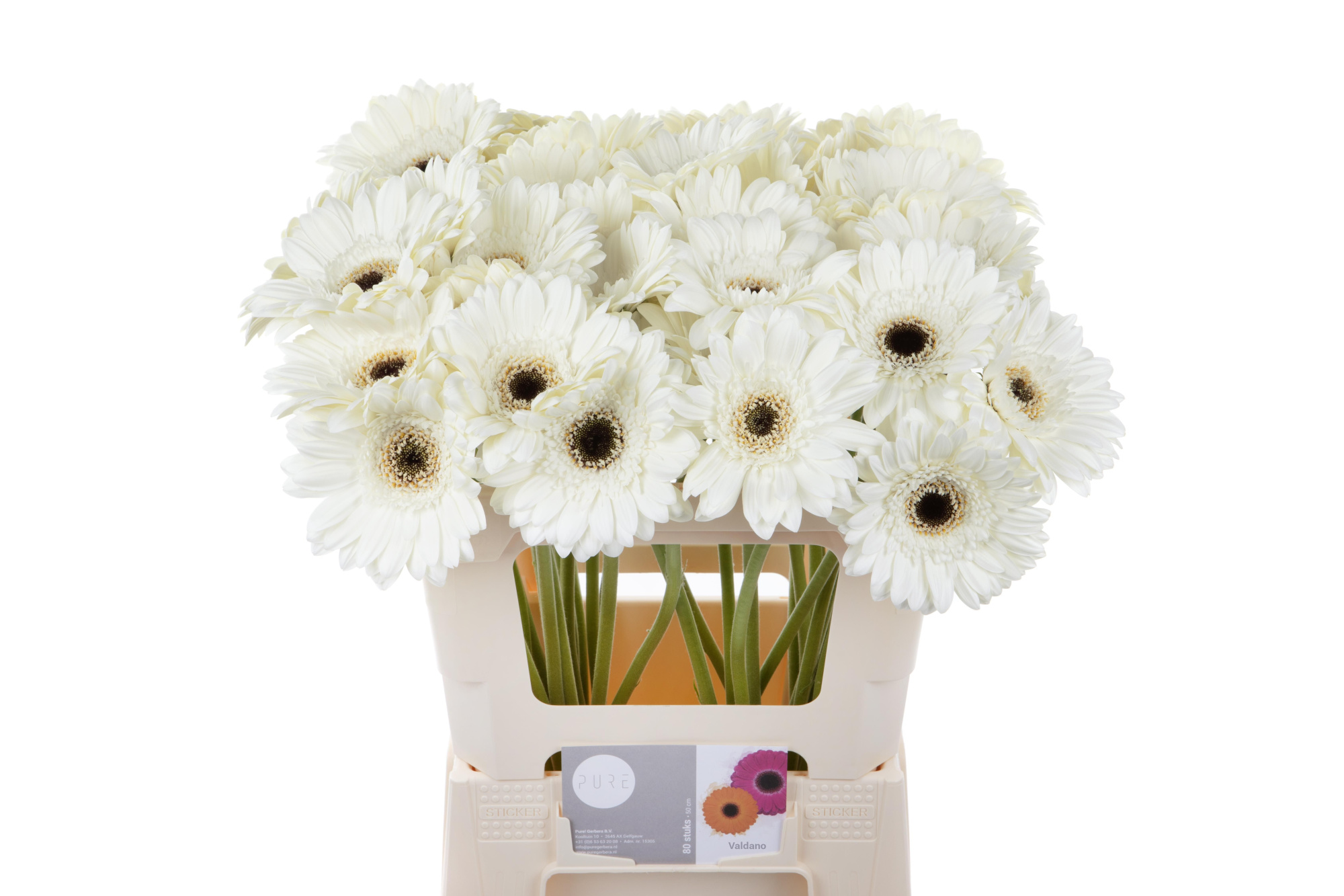 Гербера Валдано, шт.