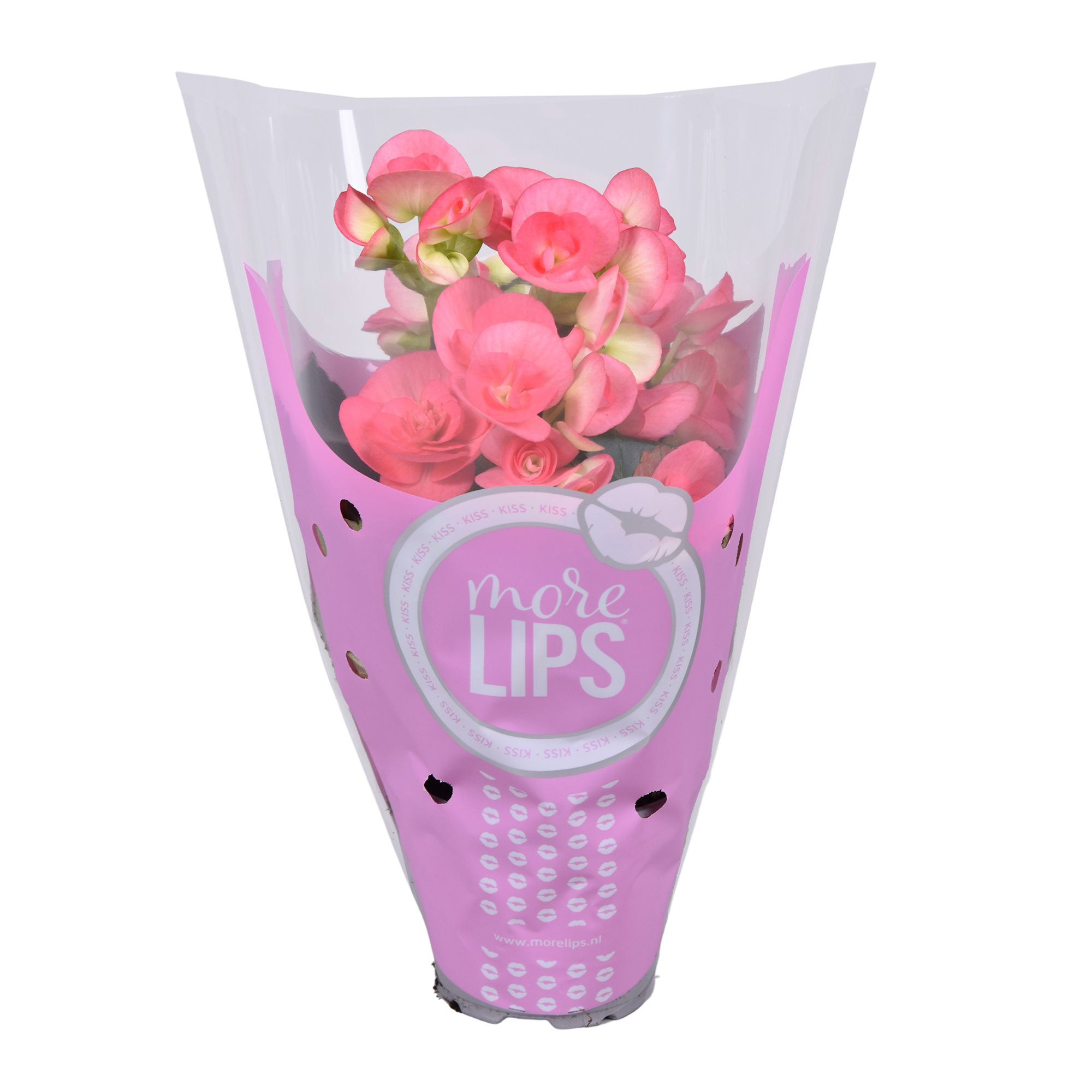 MoreLIPS begonia Roze, D 9