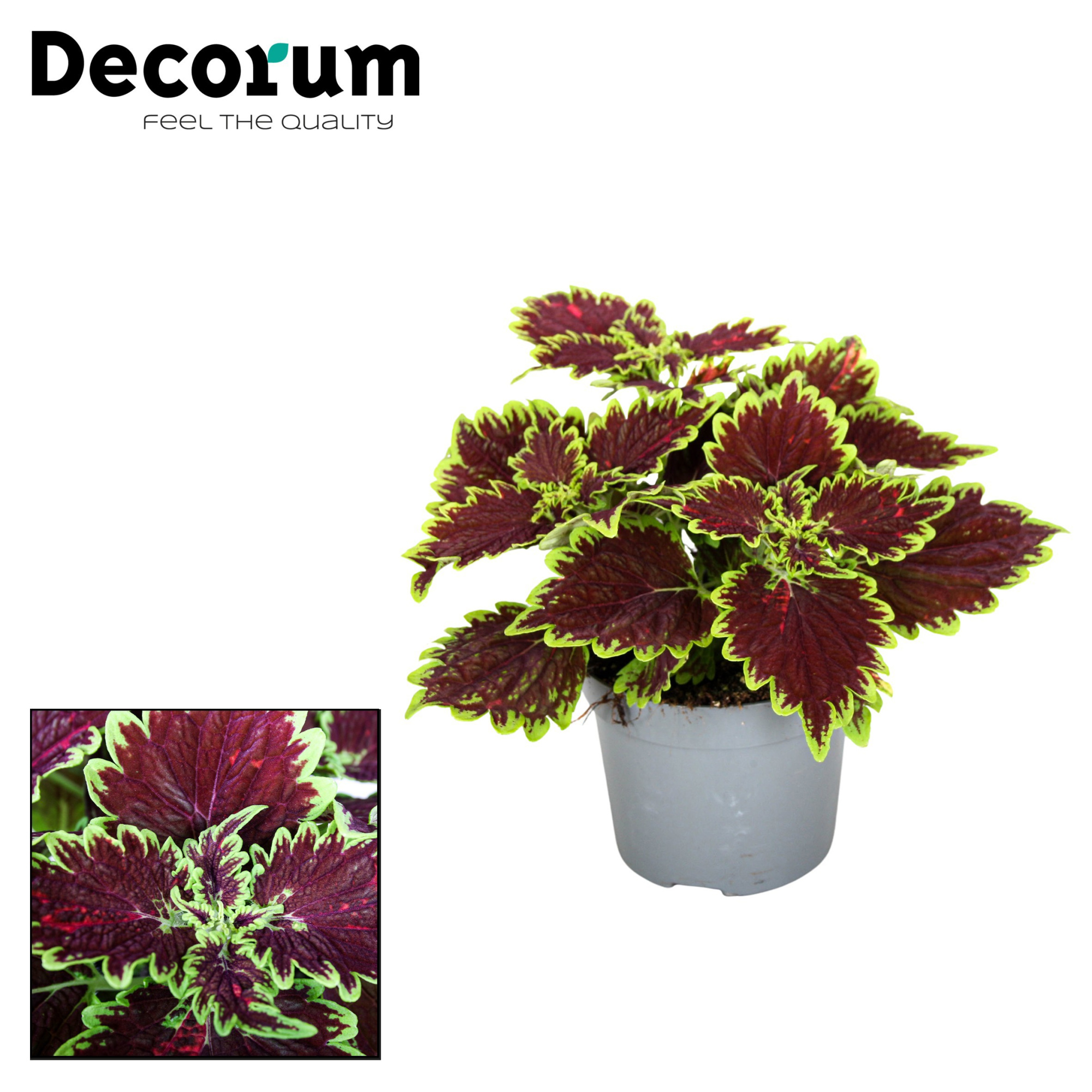 Coleus Bourbon Street Decorum, D 13