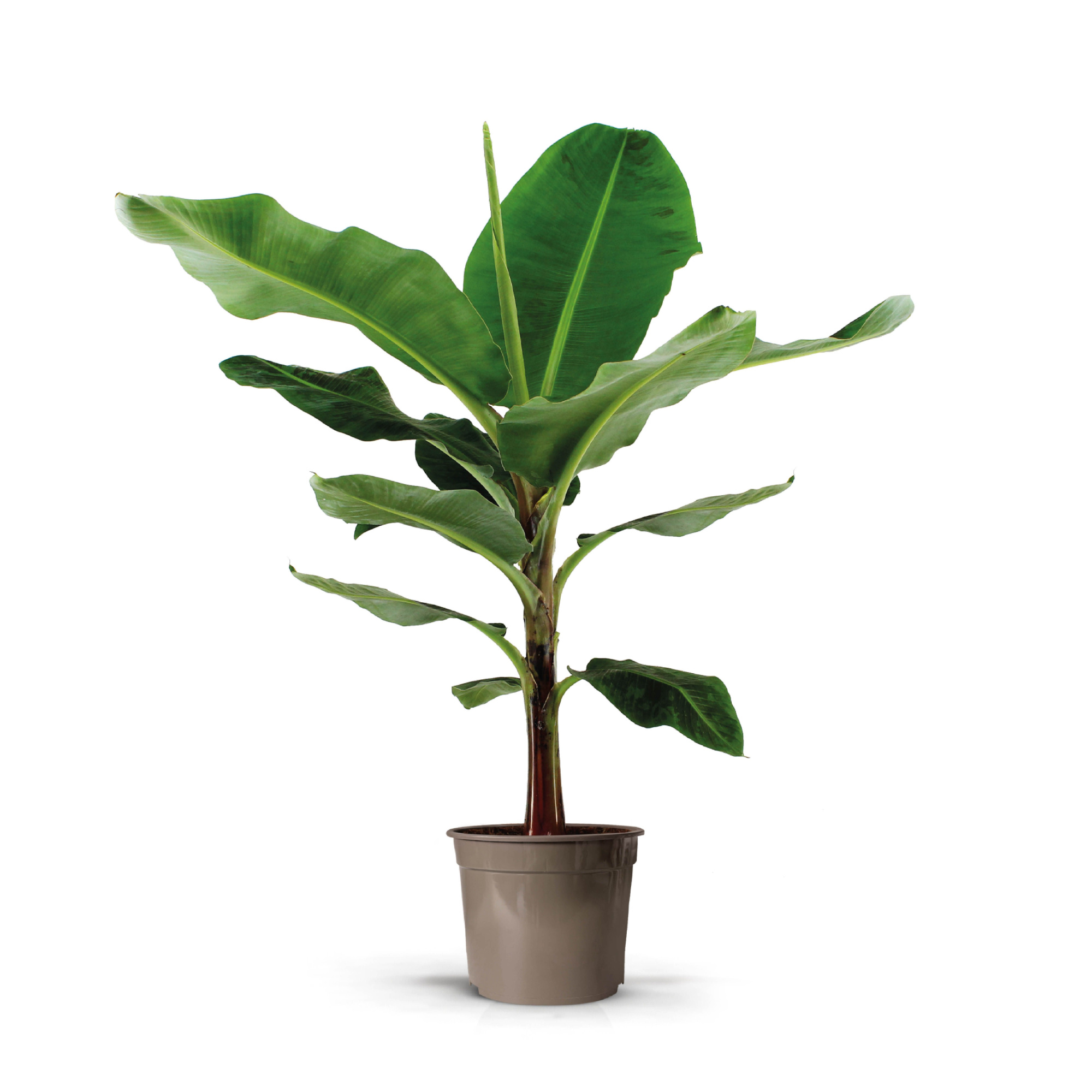 Musa Dwarf Cavendish 27C, D 27