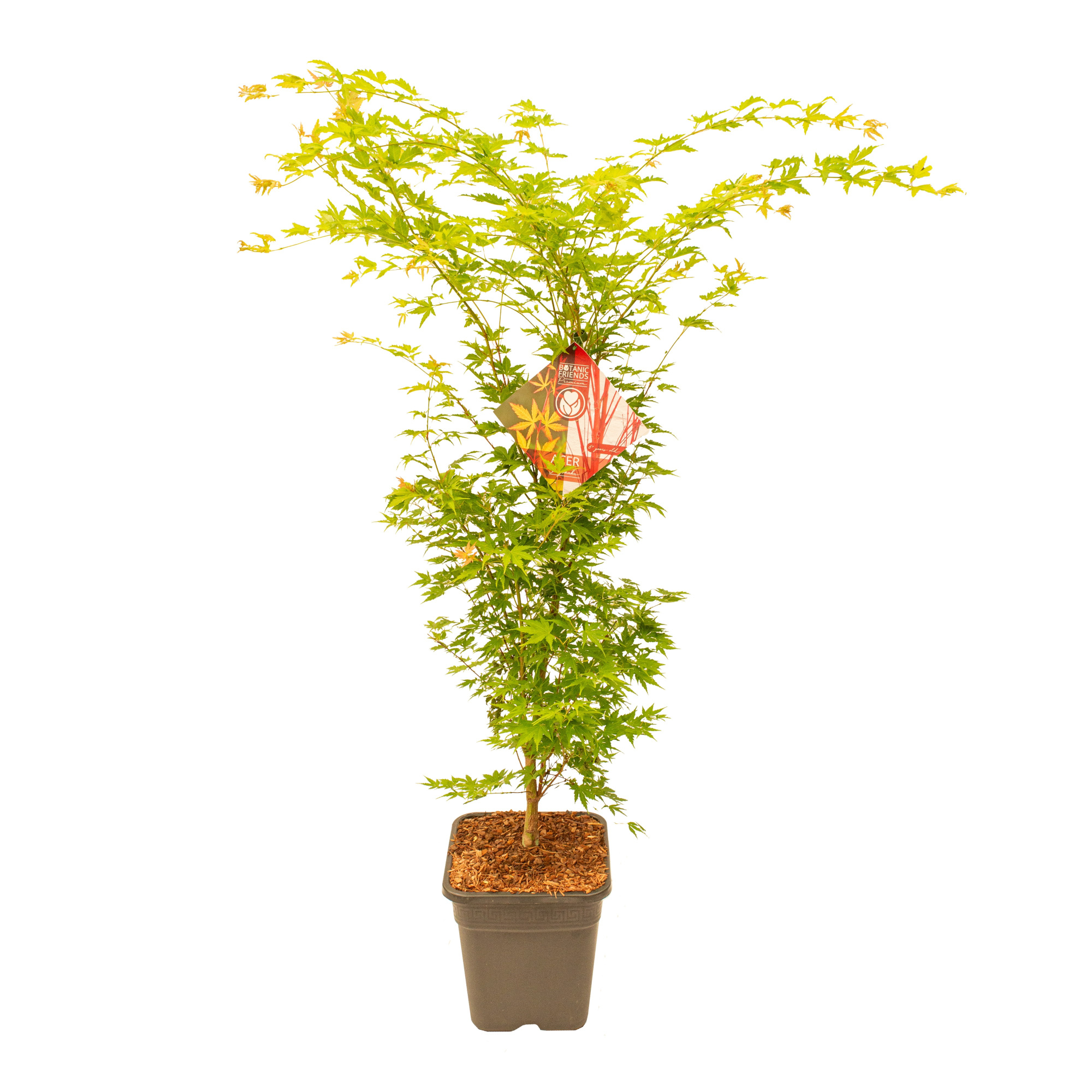 Acer palm. 'Sangokaku' VK14 PREMIUM, D 28 cm