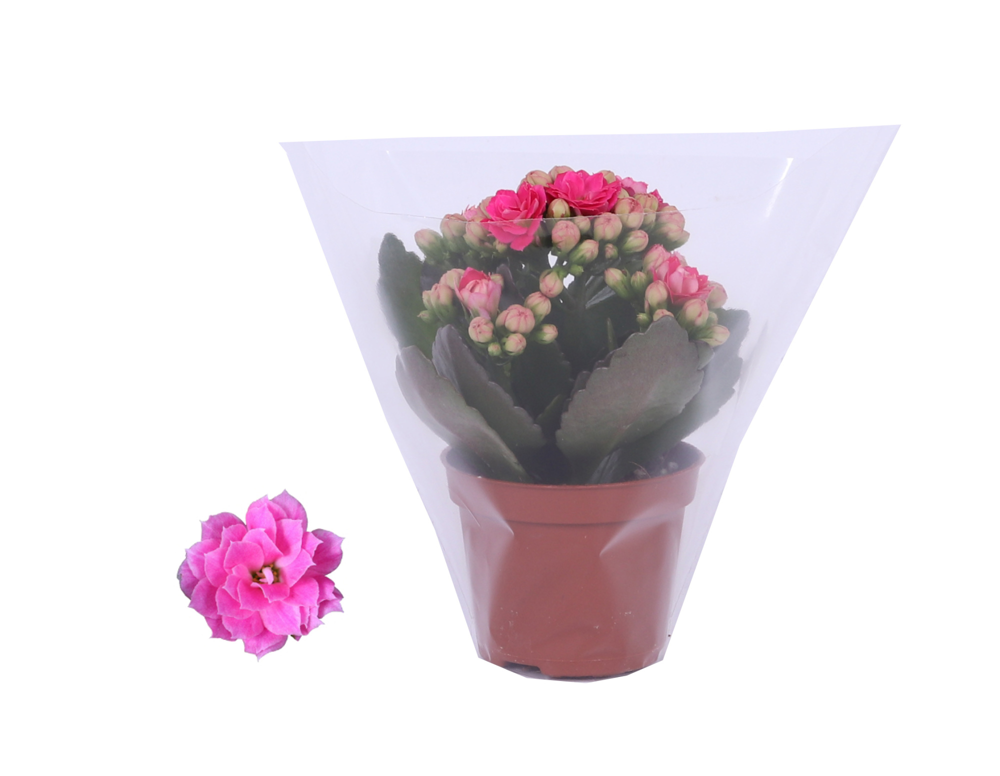 Kalanchoe Rosalina 06cm Don Nando roze. Blanco hoes, D 6