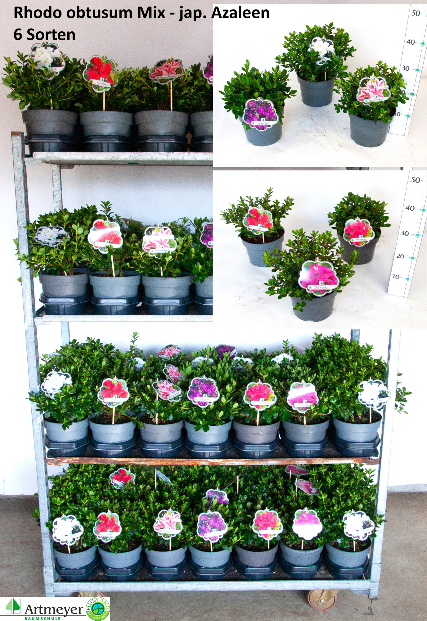 Rhododendron obtusum in Sorten T19, D 19 cm