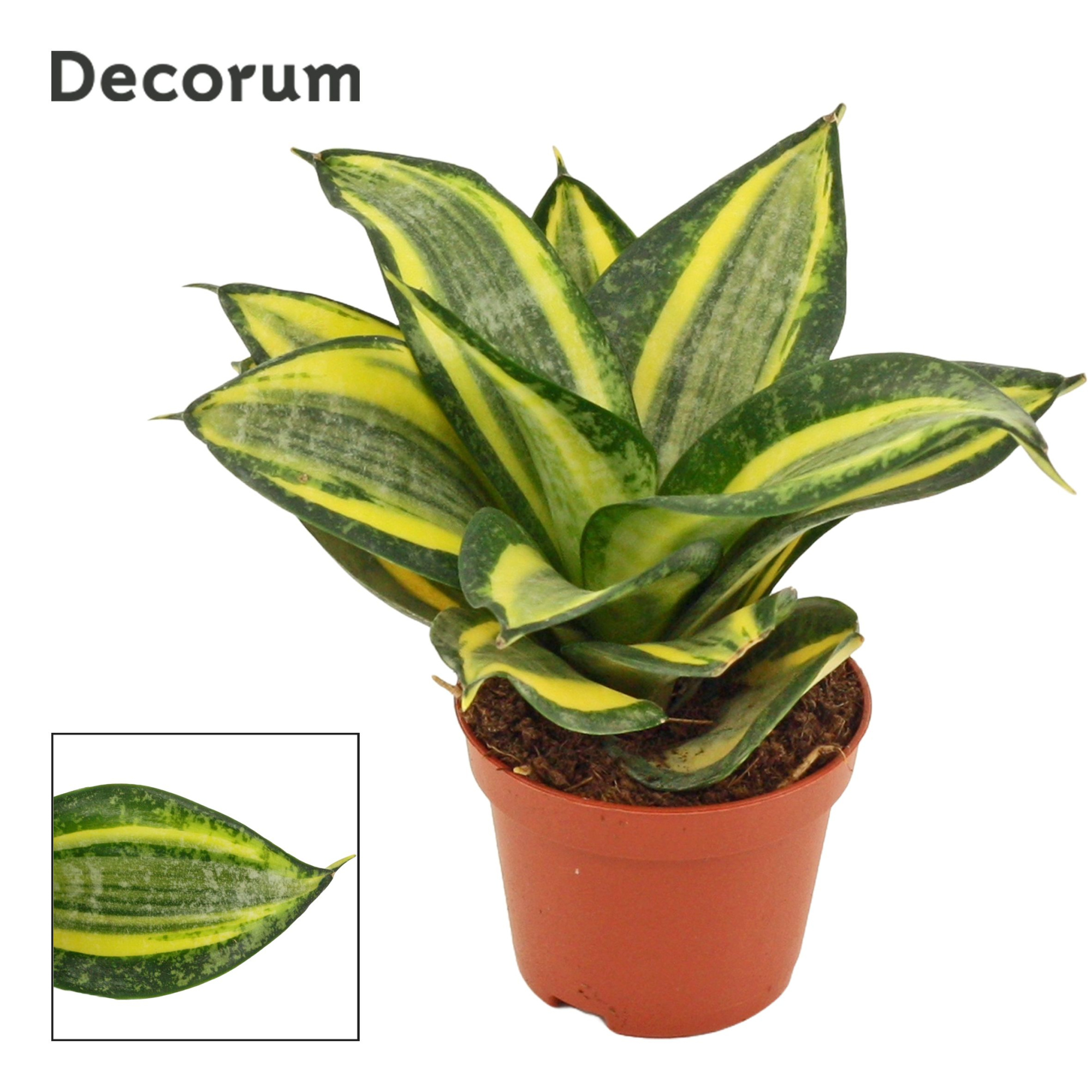 Sansevieria Hahnii 6 cm Jade Multicolor (Decorum), D 6