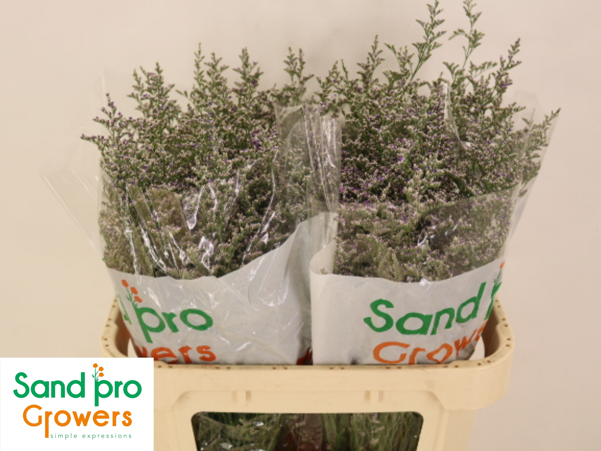 Лимониум Мисти Блю 70, шт.