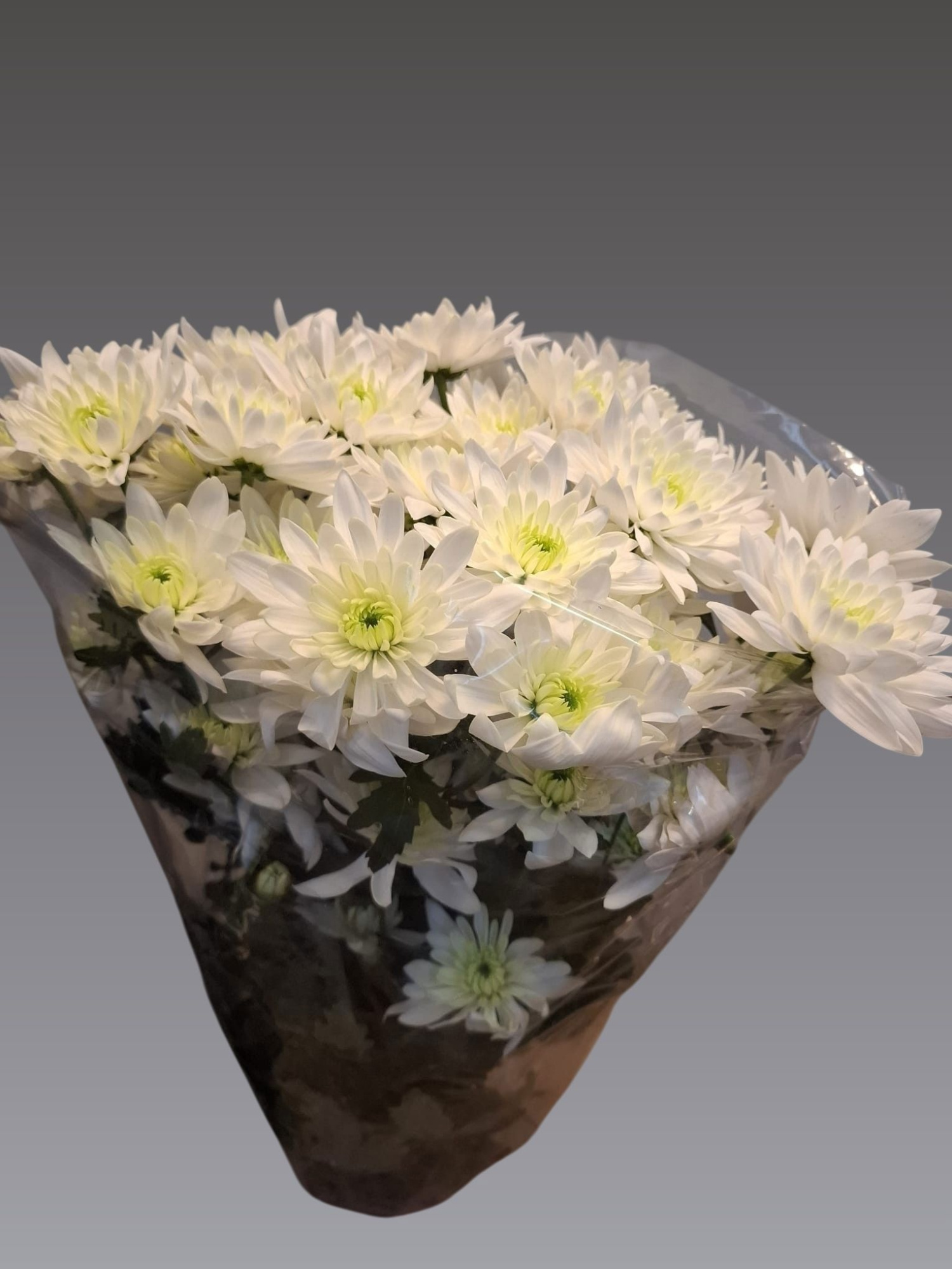 Хризантема куст. Фроузен 70, шт.