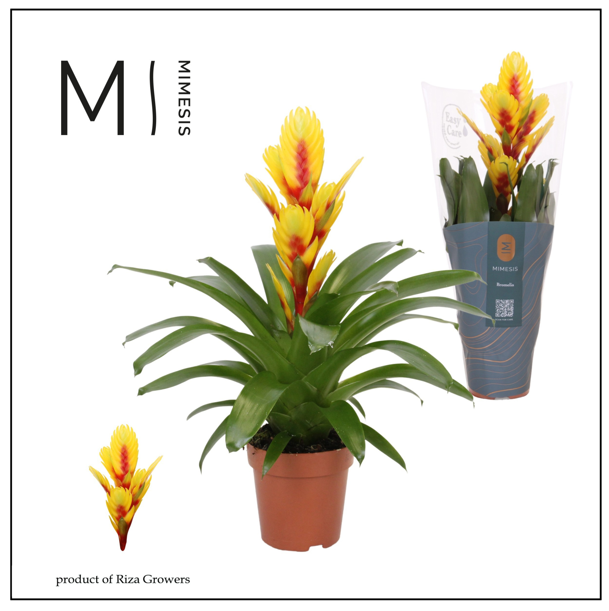 Vriesea Intenso Yellow Flame - 12cm | Mimesis, D 12