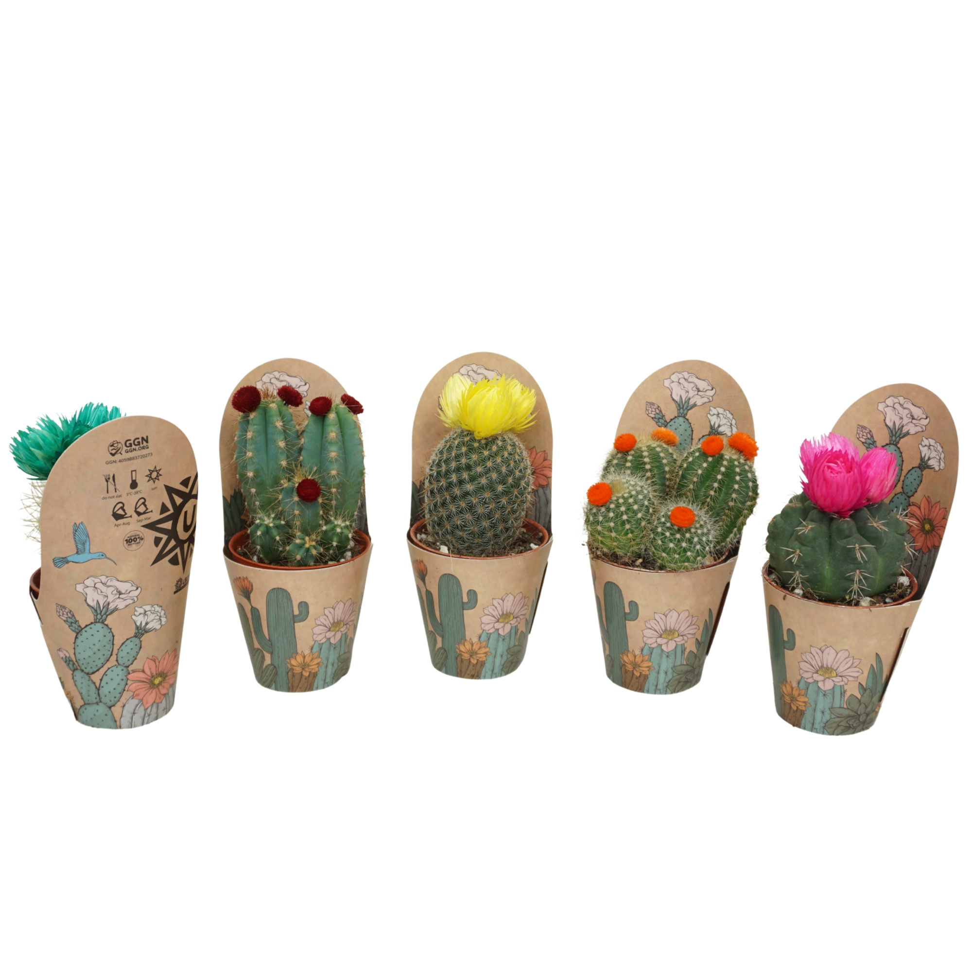 Cactus op rij 5,5 cm met strobloem (prik en plak) in Ubink potcover, D 5,5