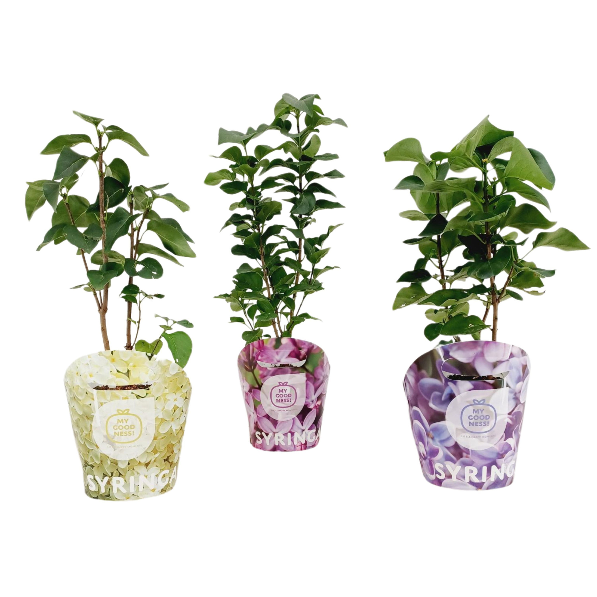 Syringa Vulgaris c2 ' MIX' met potcover, D 17 cm