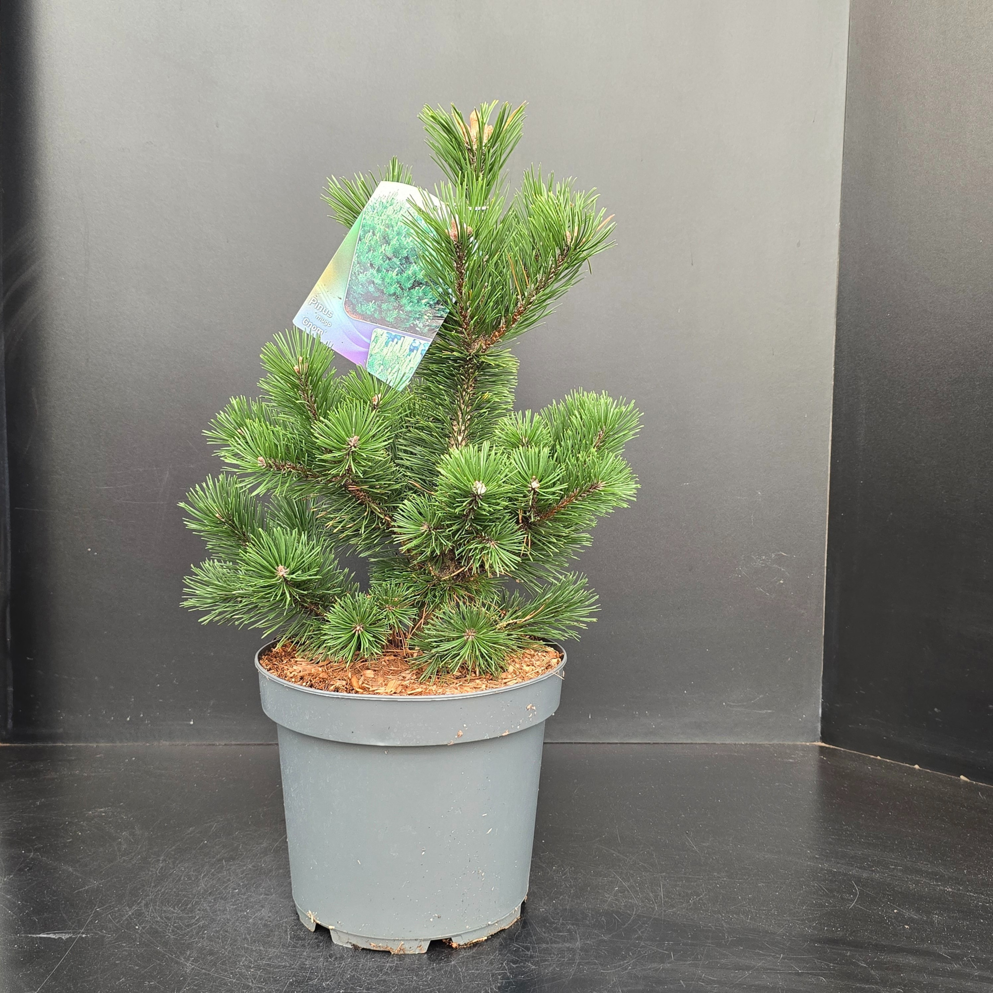 Pinus mugo Gnom, D 26 cm