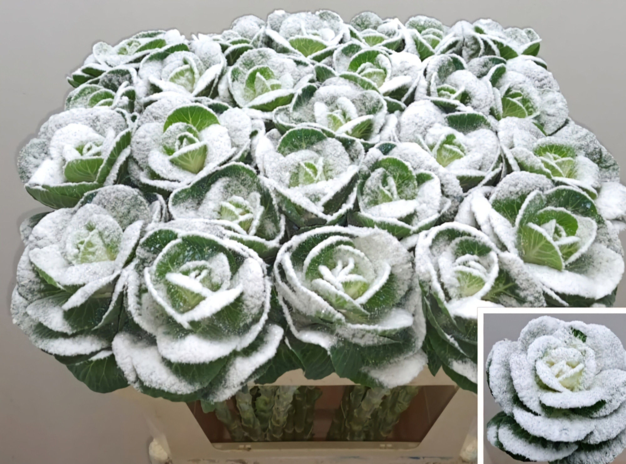 Брассика Овериг Крашеная (краш. ) 70, шт.