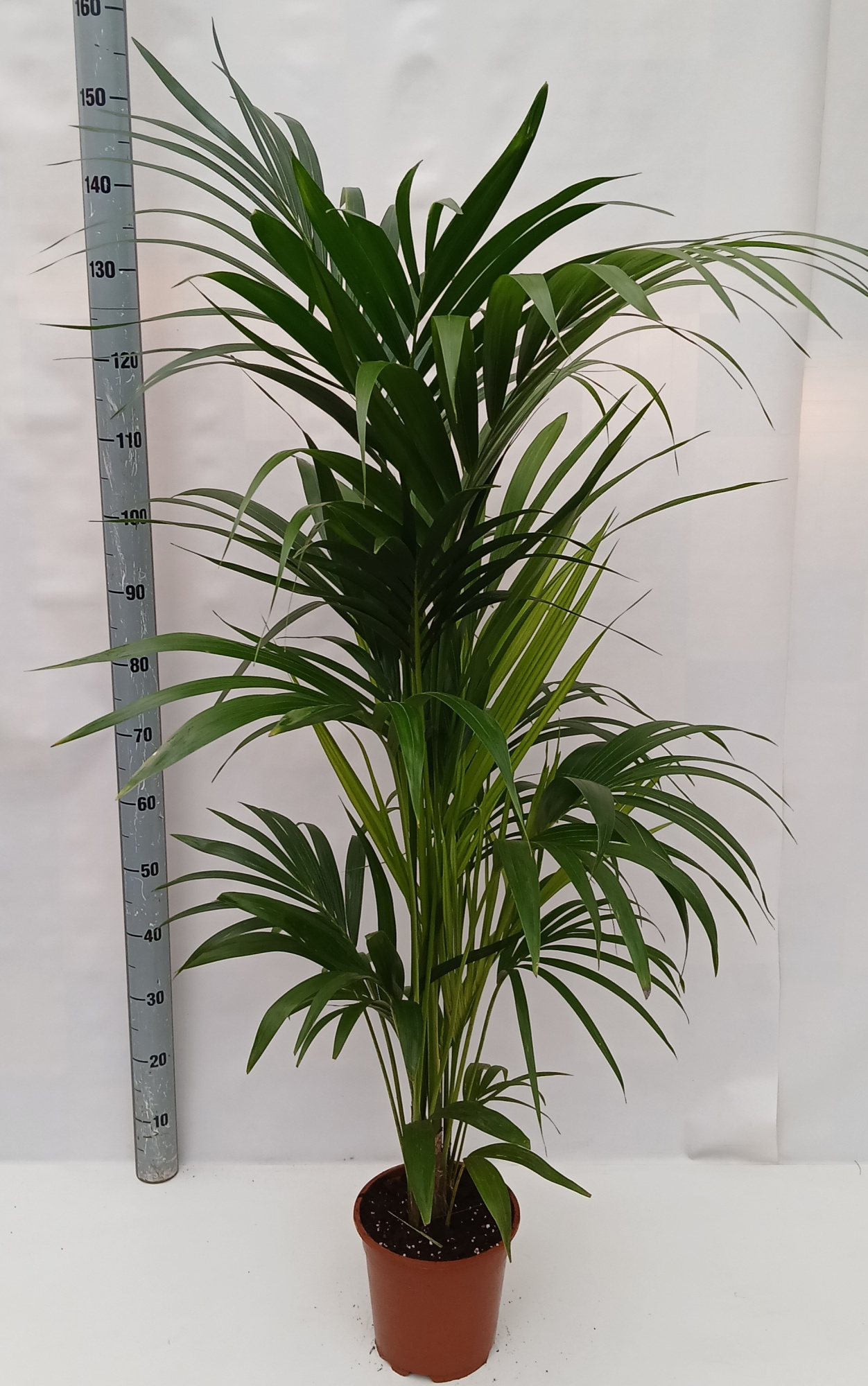 howea, D 24 cm