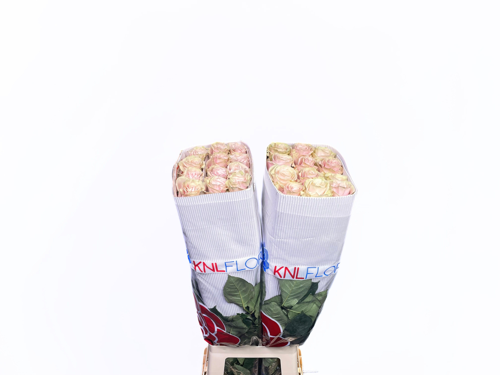 Роза од. Пинк Мондиаль 80 (светло-роз.), шт.