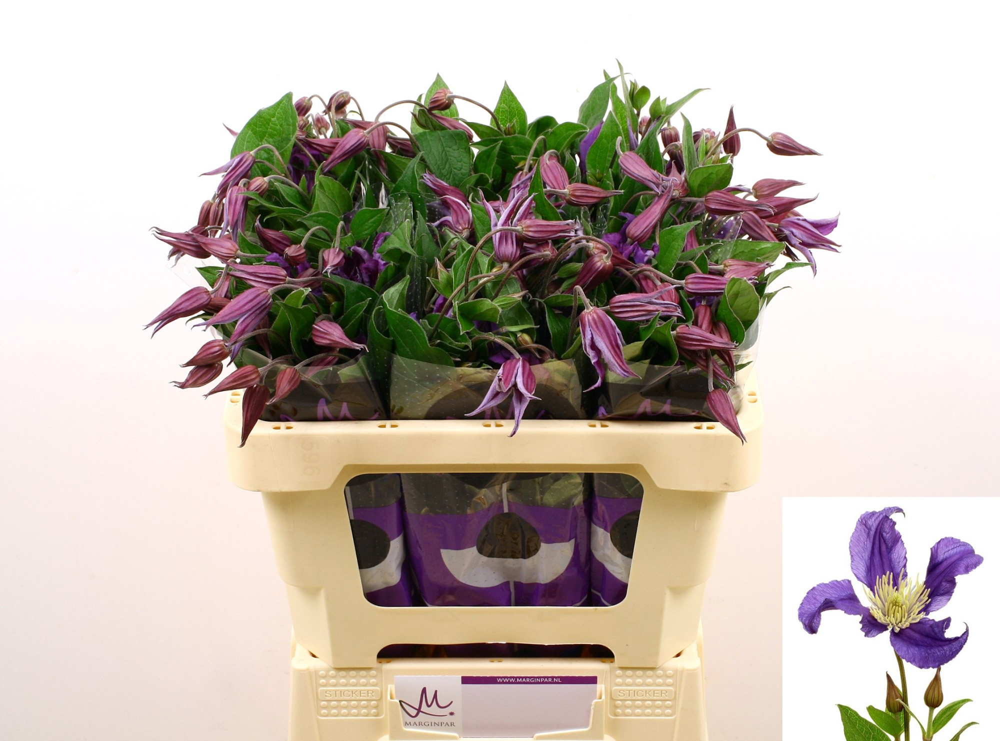 Клематис Блю Пируэт 50 (фиолет.), шт.