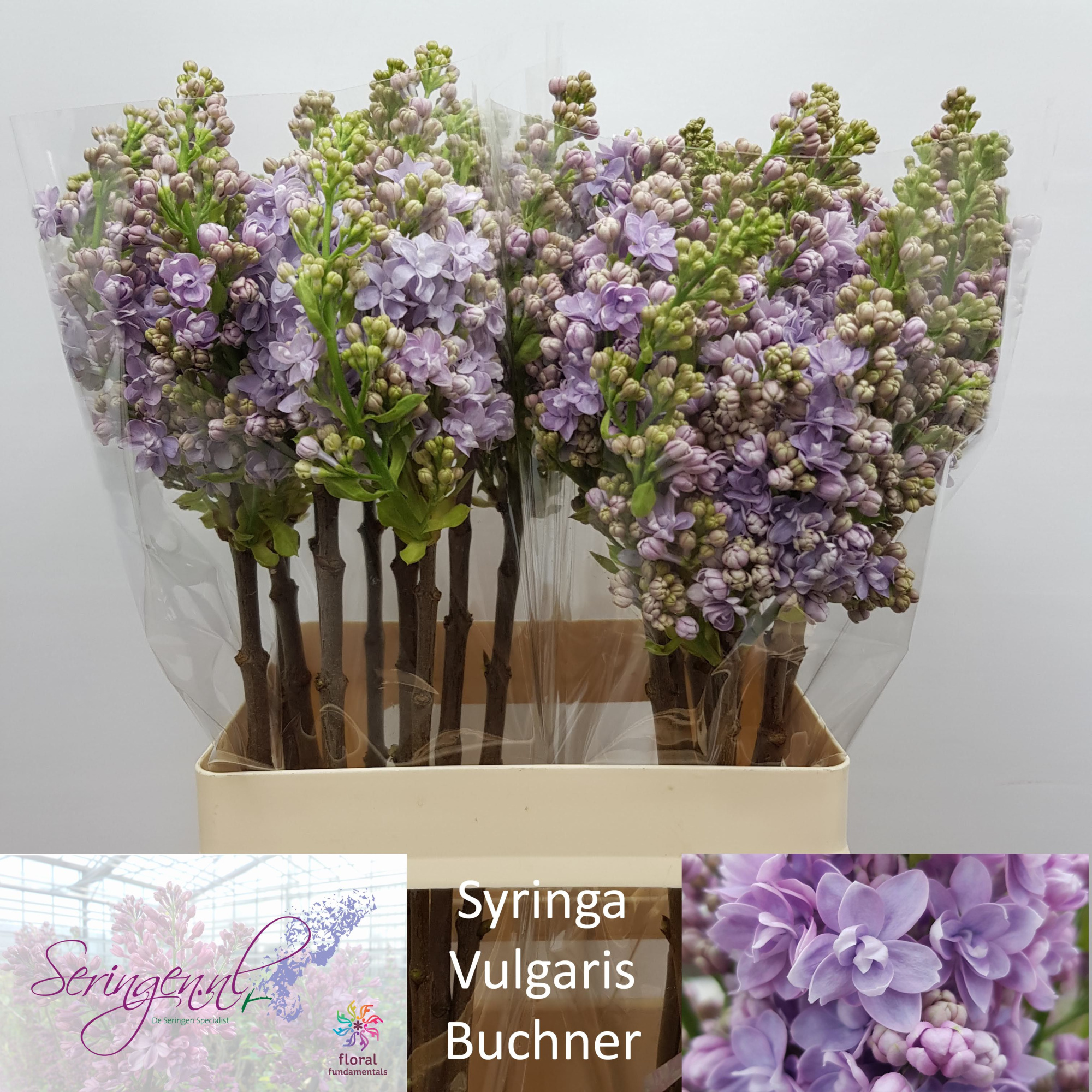 Сирень Мишел Бухнер 60 (лаванд.), шт.