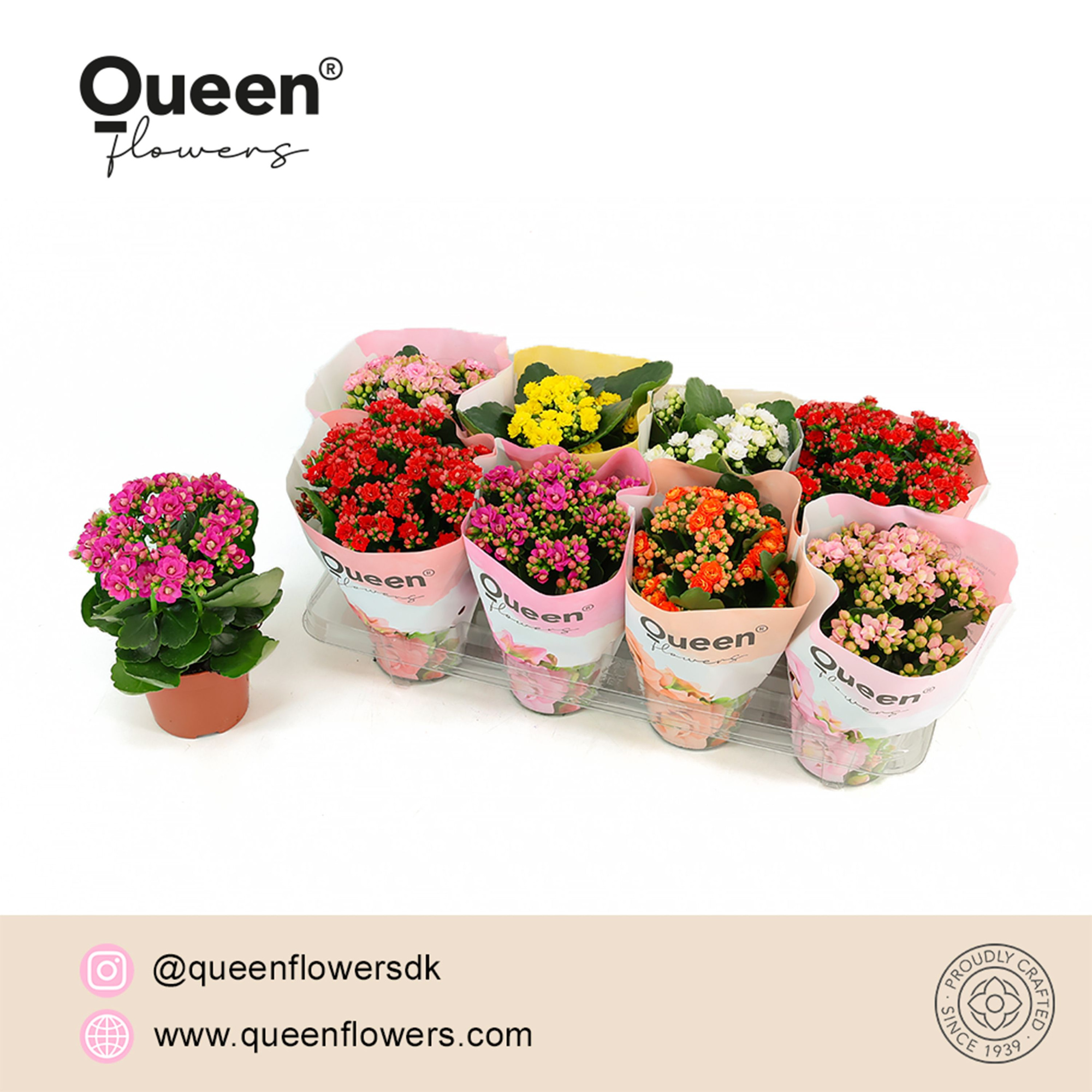 Kalanchoe Mix P12 Queen, D 12 cm