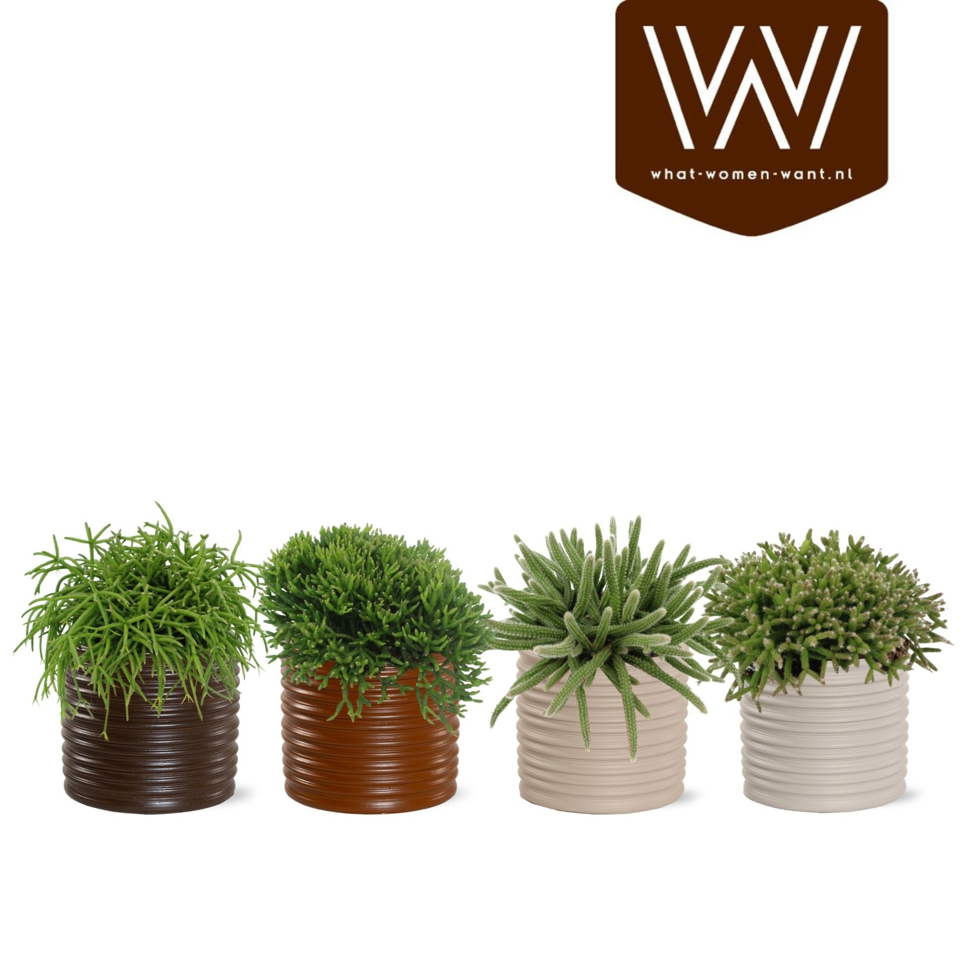 Rhipsalis gemengd P10,5 Holly - Coffee Blend, D 12,5