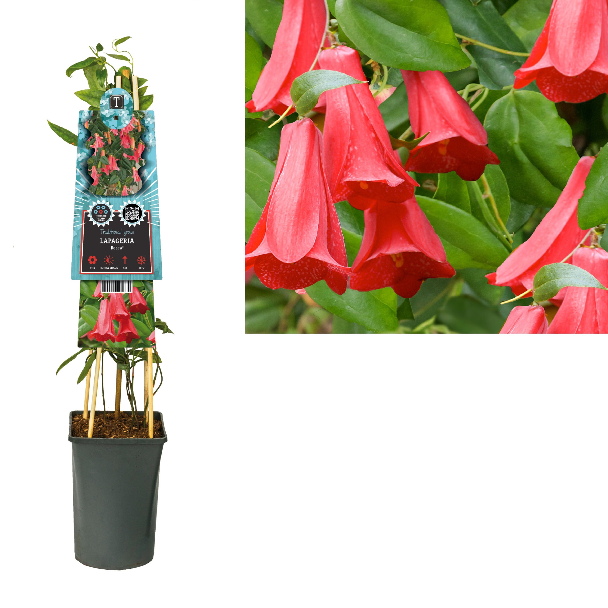 Lapageria Rosea +light label, D 17 cm